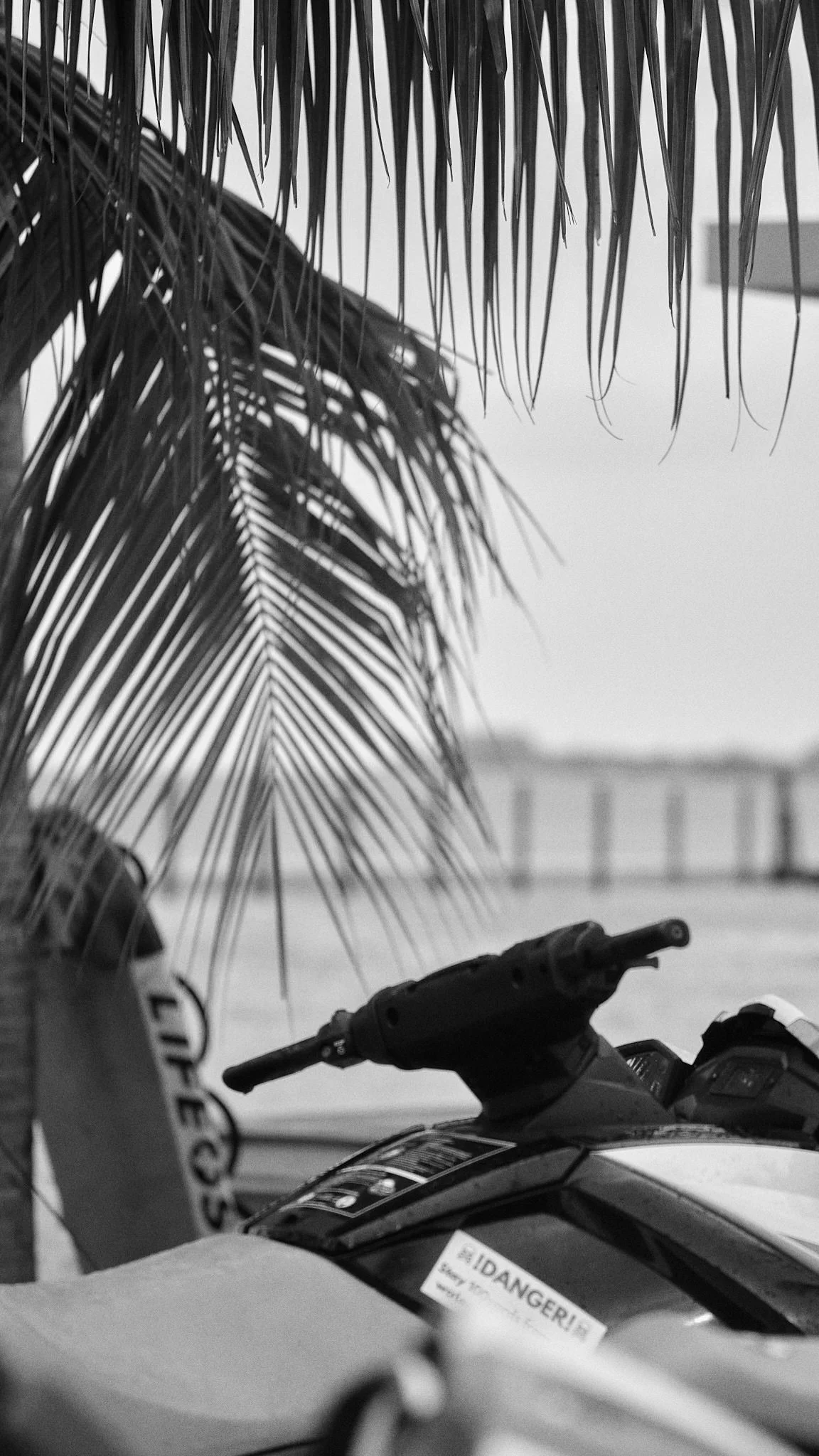 A black and white photo of a motorcycle, a palm tree leaf, and a beach in the background.