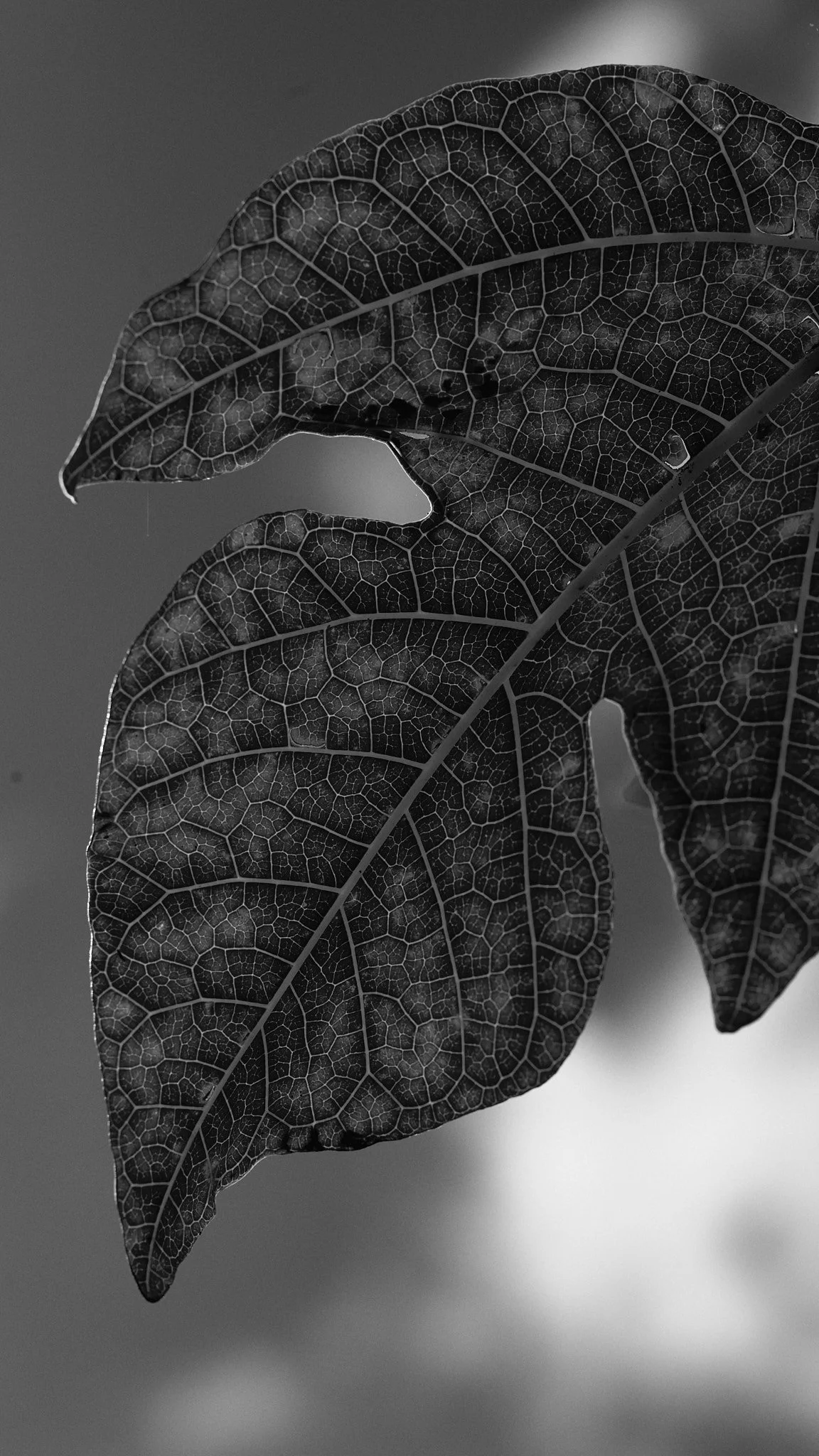 Close-up of two dark, textured, desiccated leaves with visible veining, set against a blurred background.