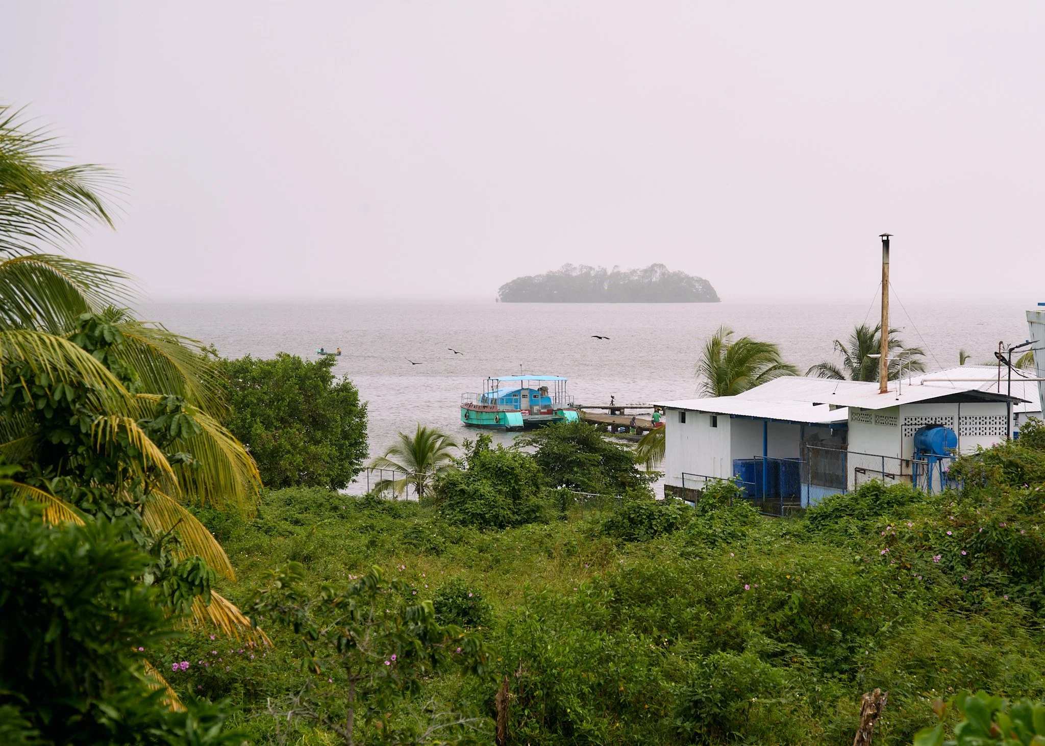 A coastal scene in Blue Fields Nicaragua with a boat docked near a small house, surrounded by lush green vegetation and palm trees. An island is visible in the distance across the water, with seagulls flying overhead in gray, overcast weather.