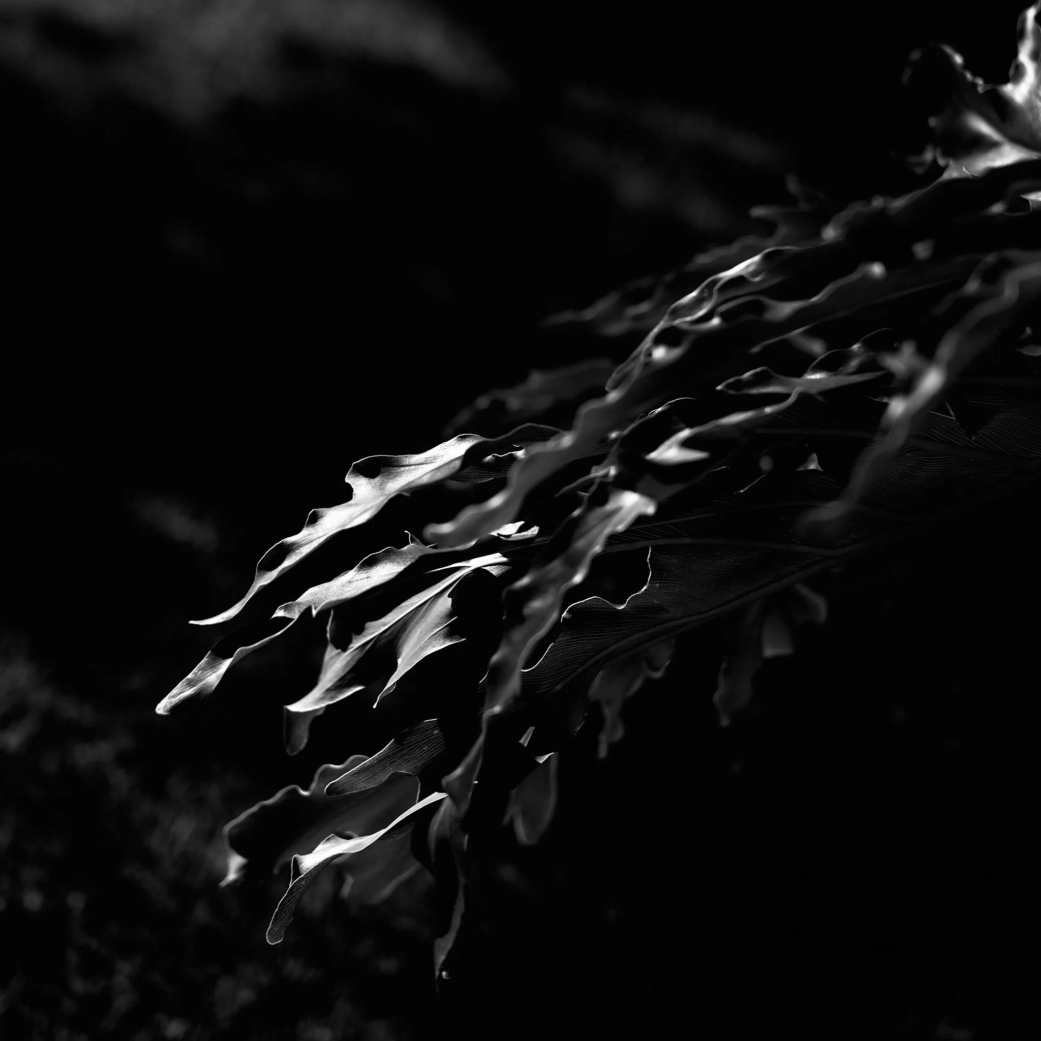 Close-up black and white photo of curled, layered leaves in low light.