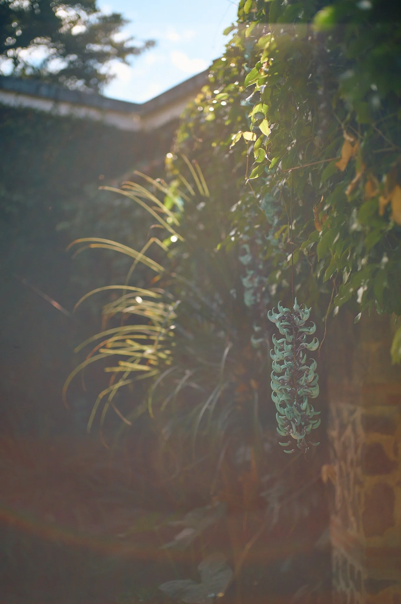 A hanging succulent plant in front of a green leafy hedge, with sunlight shining through and a stone wall in the background.
