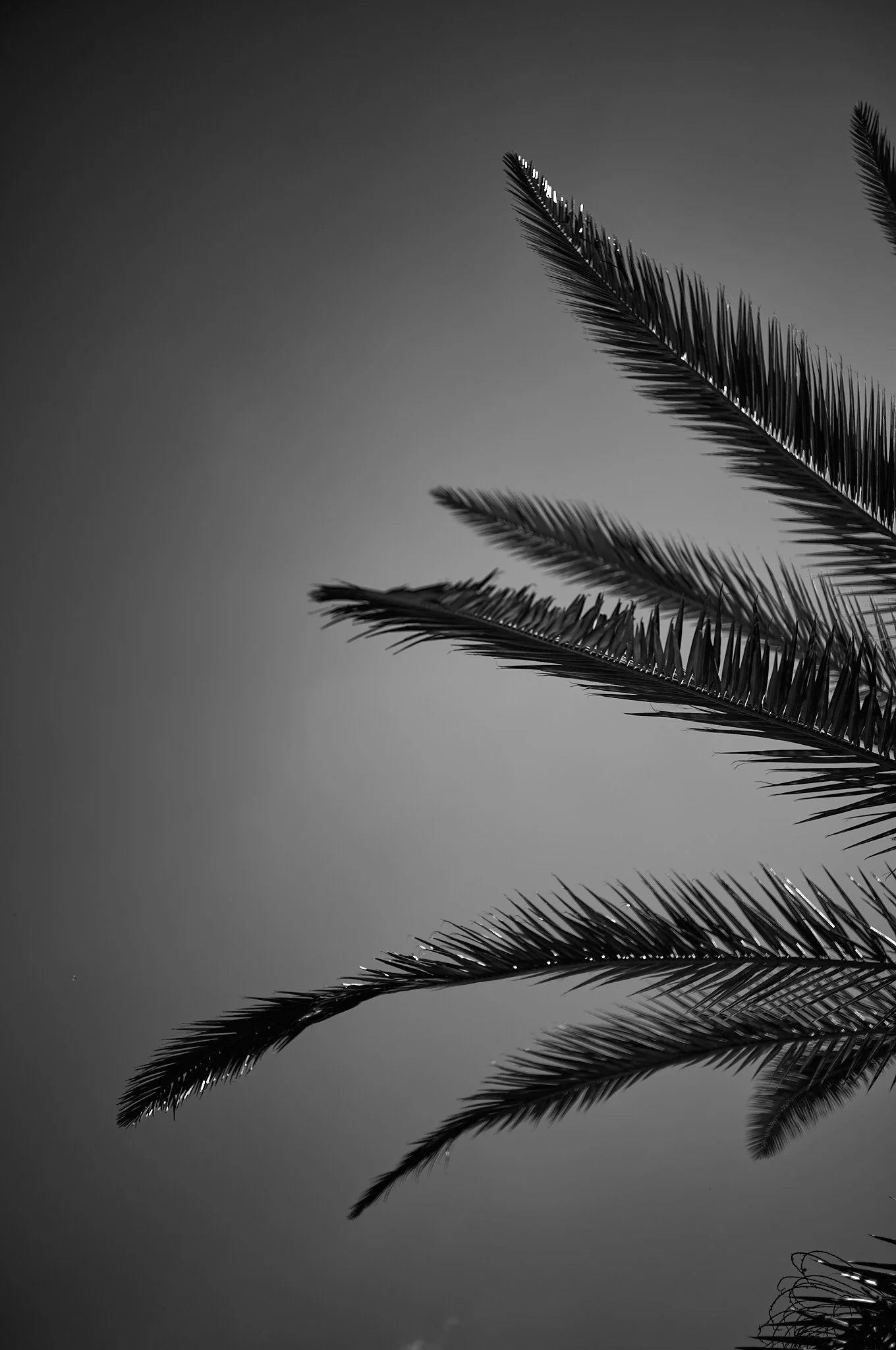 Black and white photo of palm tree leaves against a plain background.