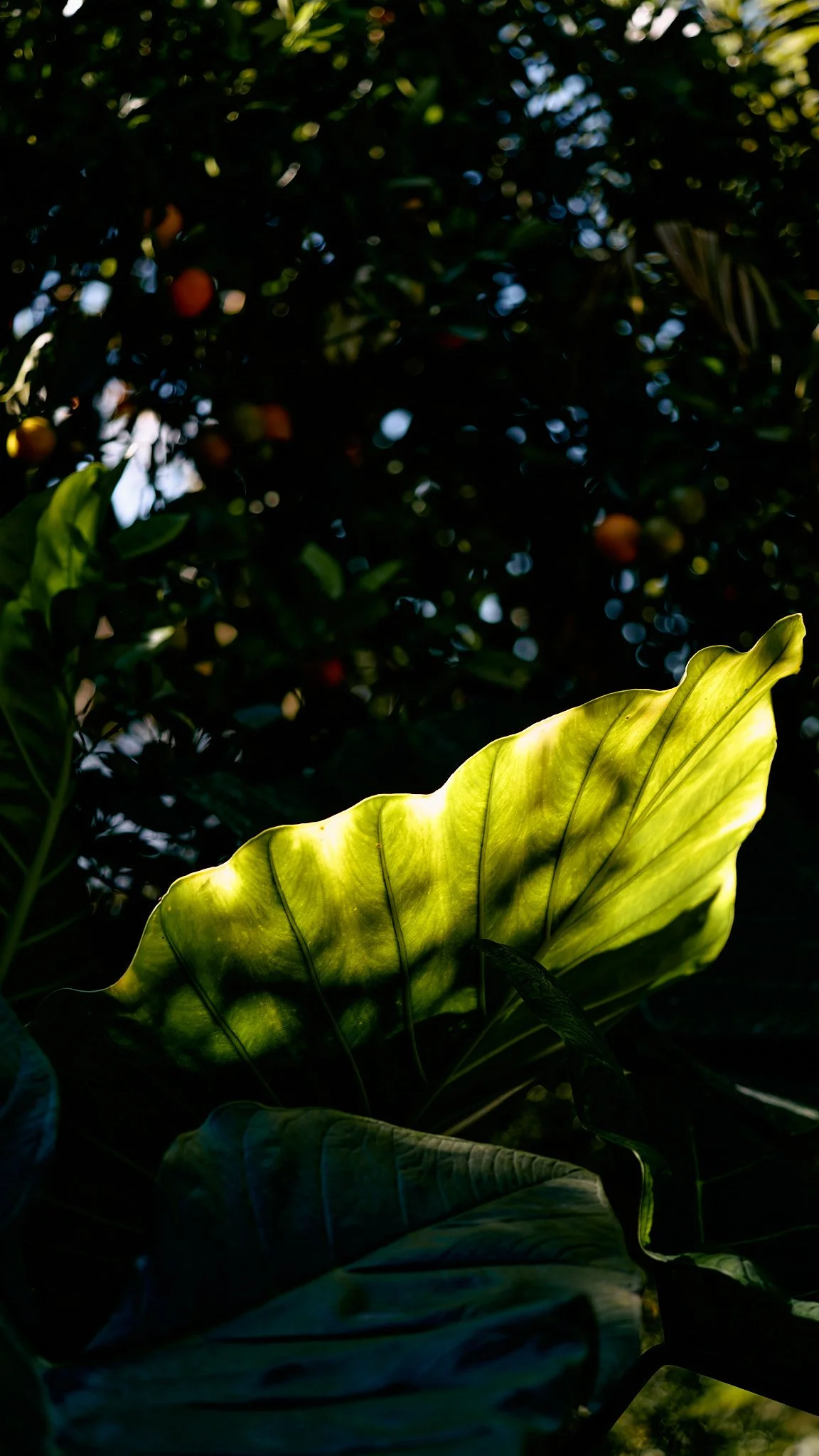 Close-up of a large, illuminated green leaf with sunlight shining through, surrounded by dark foliage.