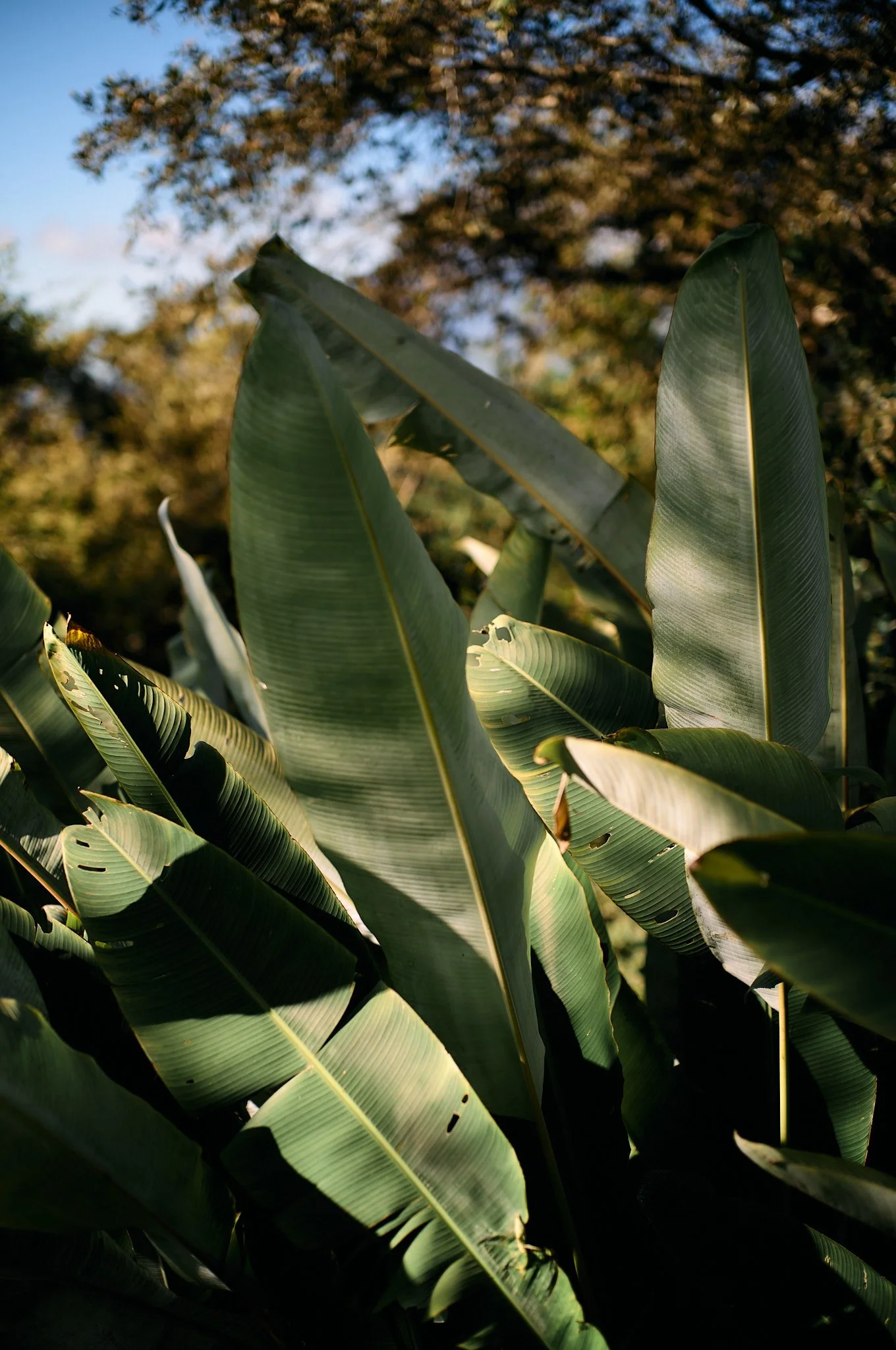 Close-up of green banana leaves in sunlight with a blurred background of trees and sky.