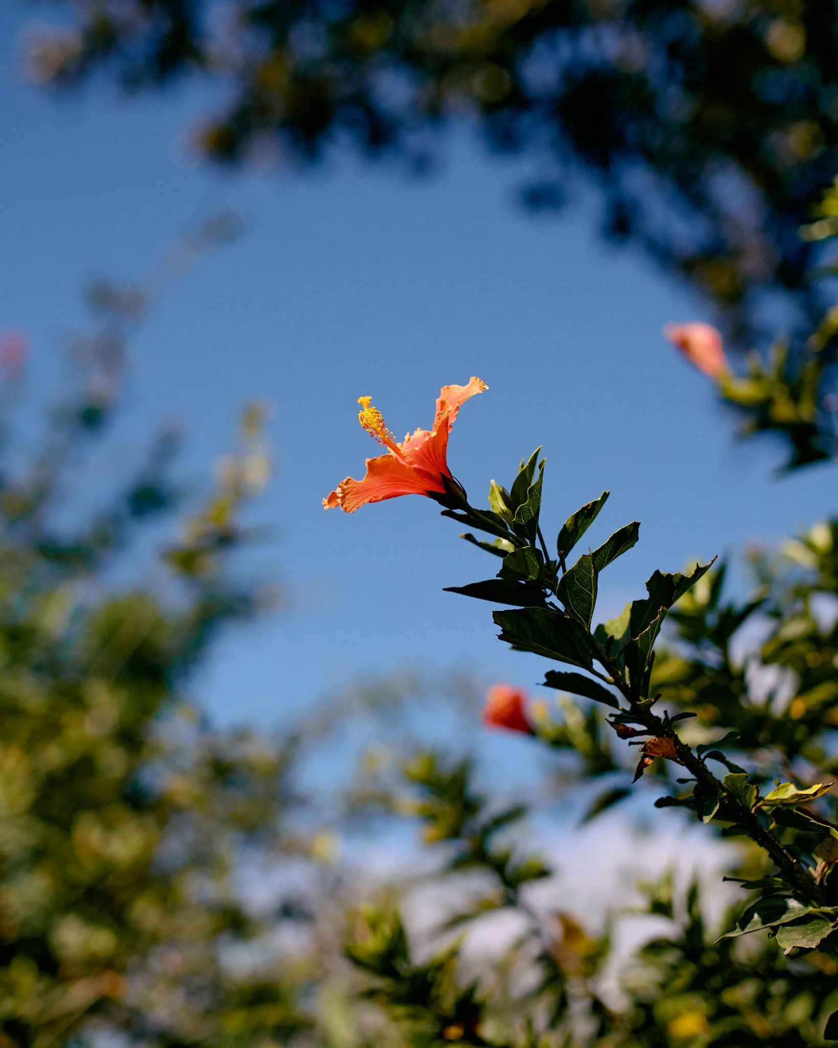 A pink hibiscus flower on a green branch against a blue sky.