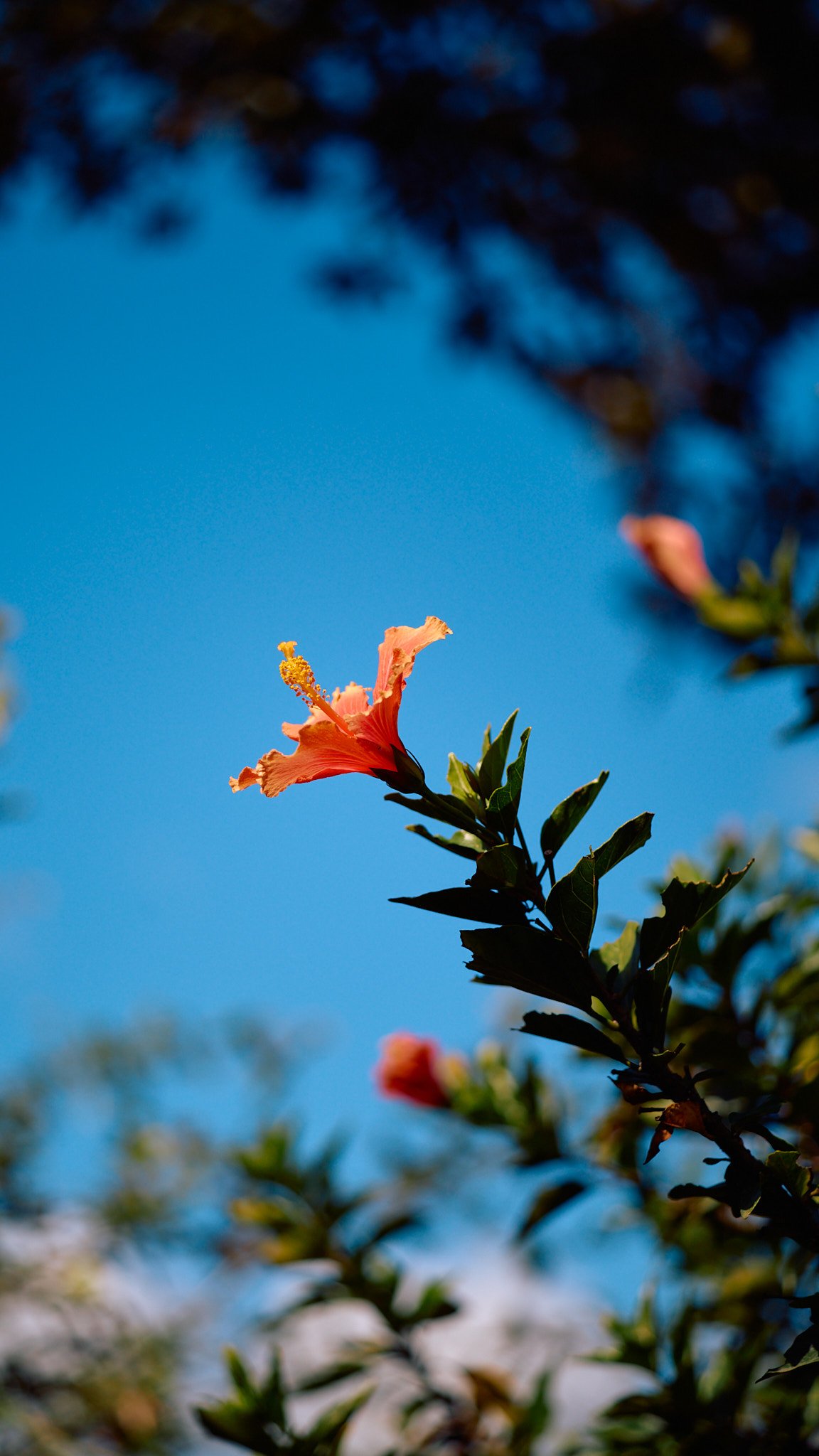 A pink hibiscus flower on a green branch against a bright blue sky.