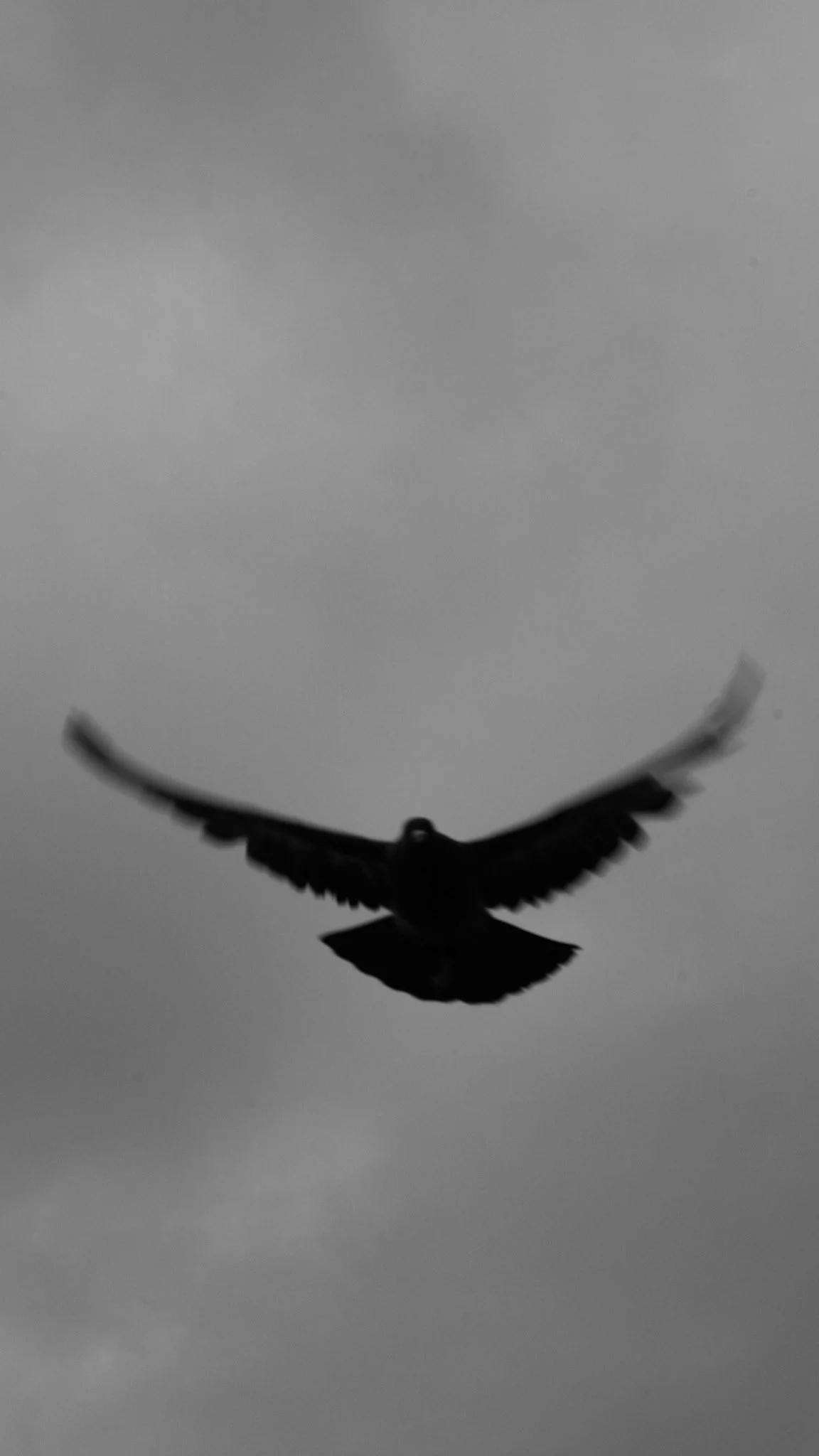 Silhouette of a bird in flight against a cloudy sky.