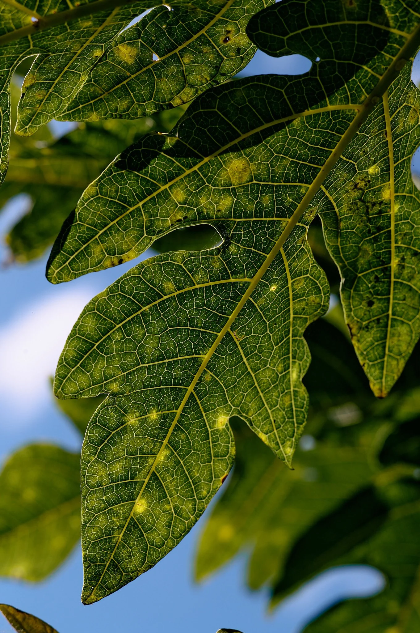 Close-up of green, veined leaves backlit by sunlight with a partly cloudy sky in the background.