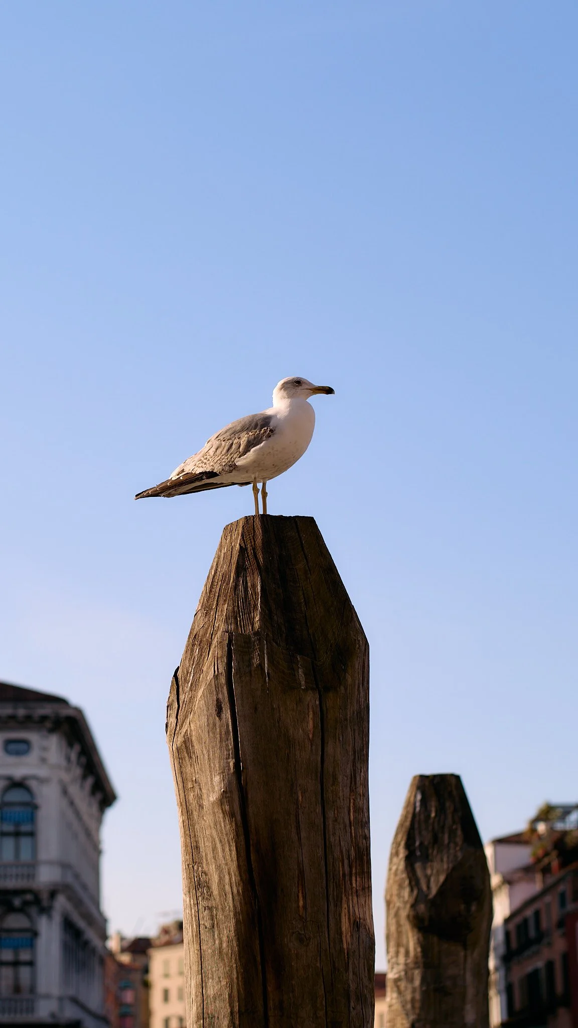 A seagull perched on top of a tall, weathered wooden post against a clear blue sky.