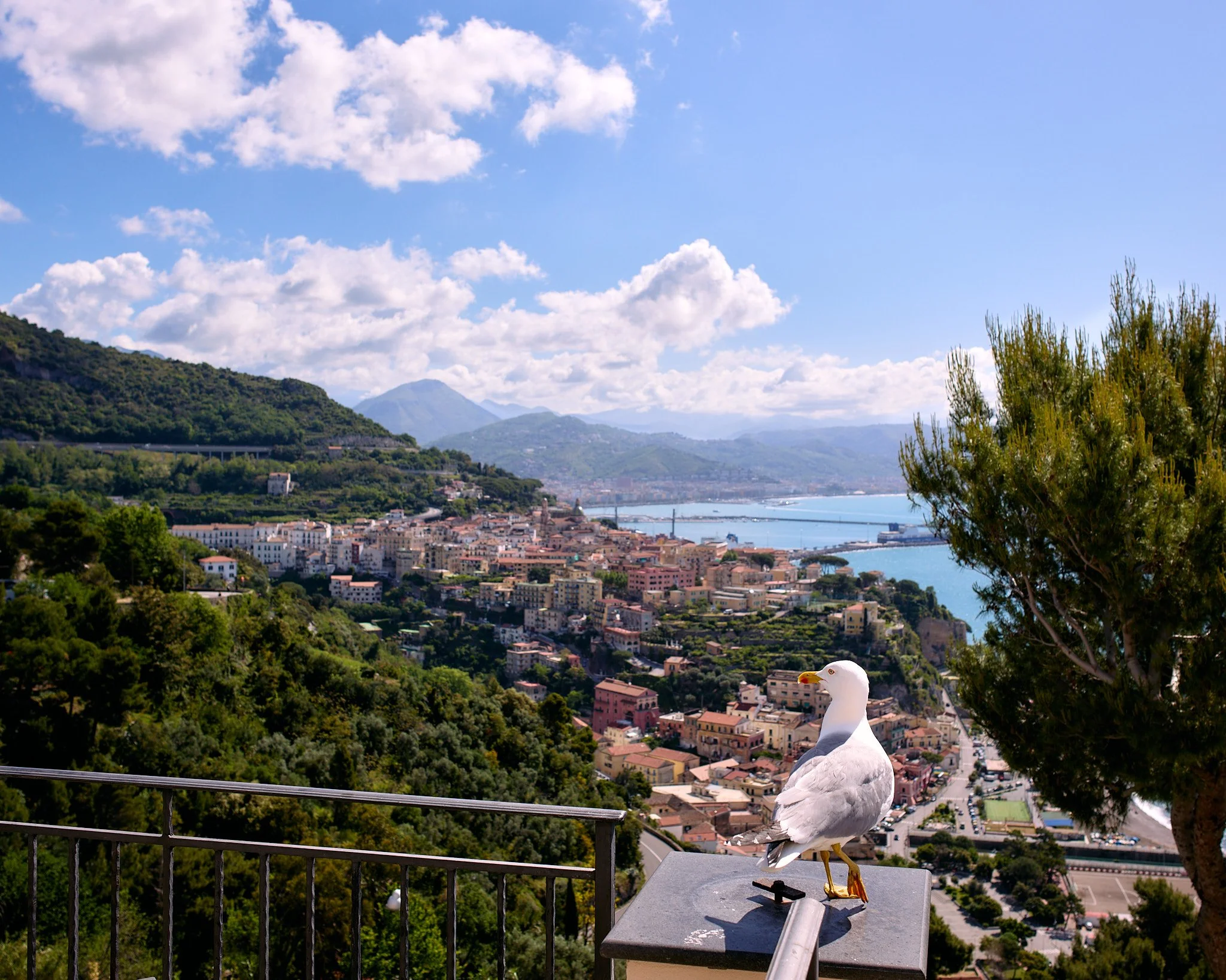 Seagull perched on a railing with a coastal city, green hills, and a mountain in the background under a partly cloudy sky.