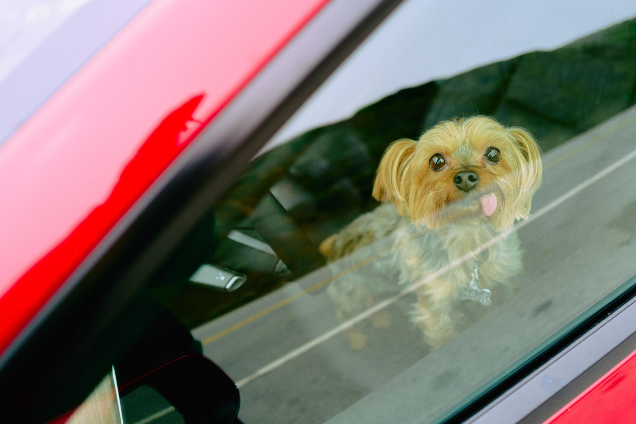 A small brown dog with floppy ears and a playful expression is looking out of a car window.