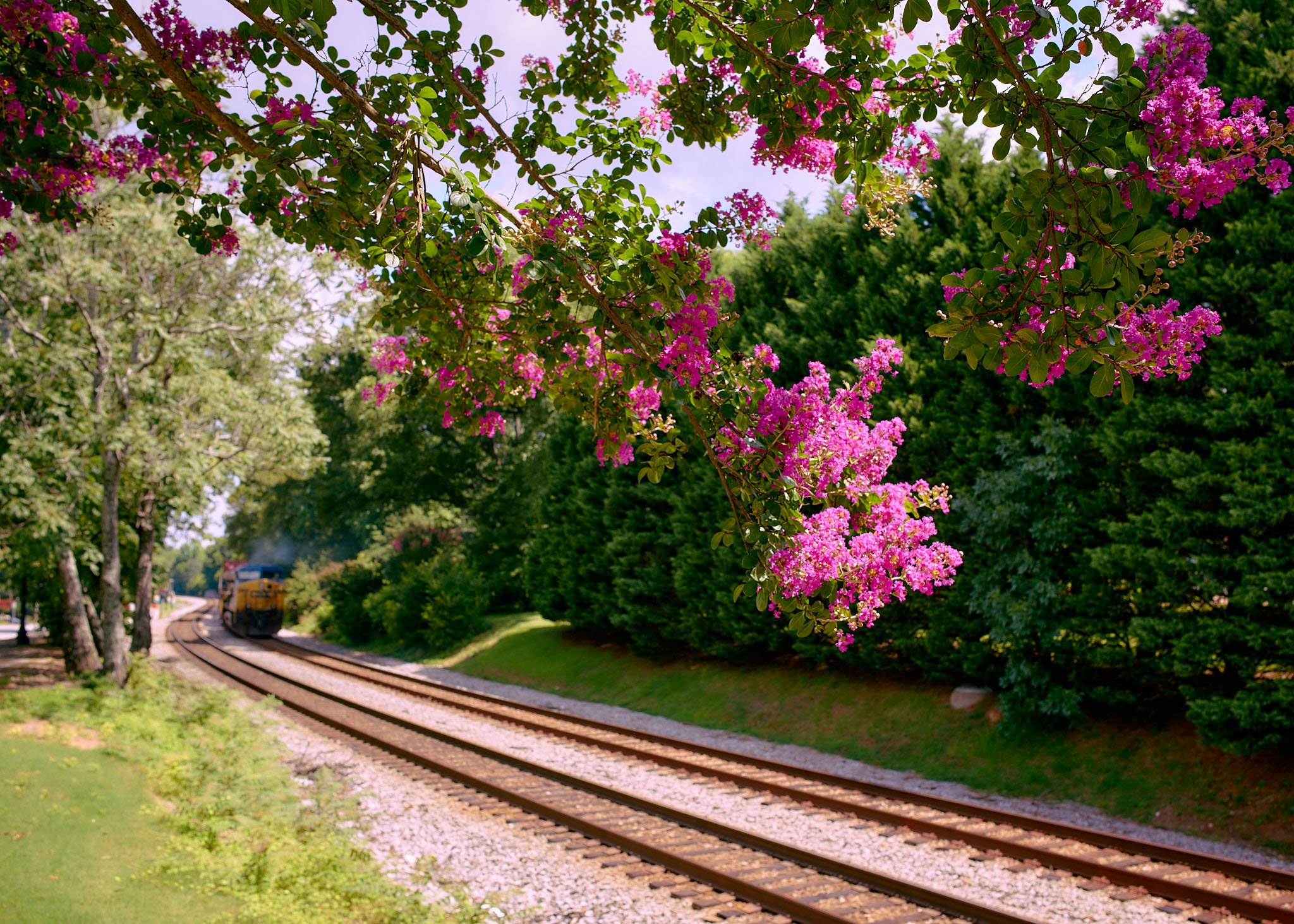 A railroad track running through a green landscape with trees and pink flowering branches overhead, a train is visible in the distance.
