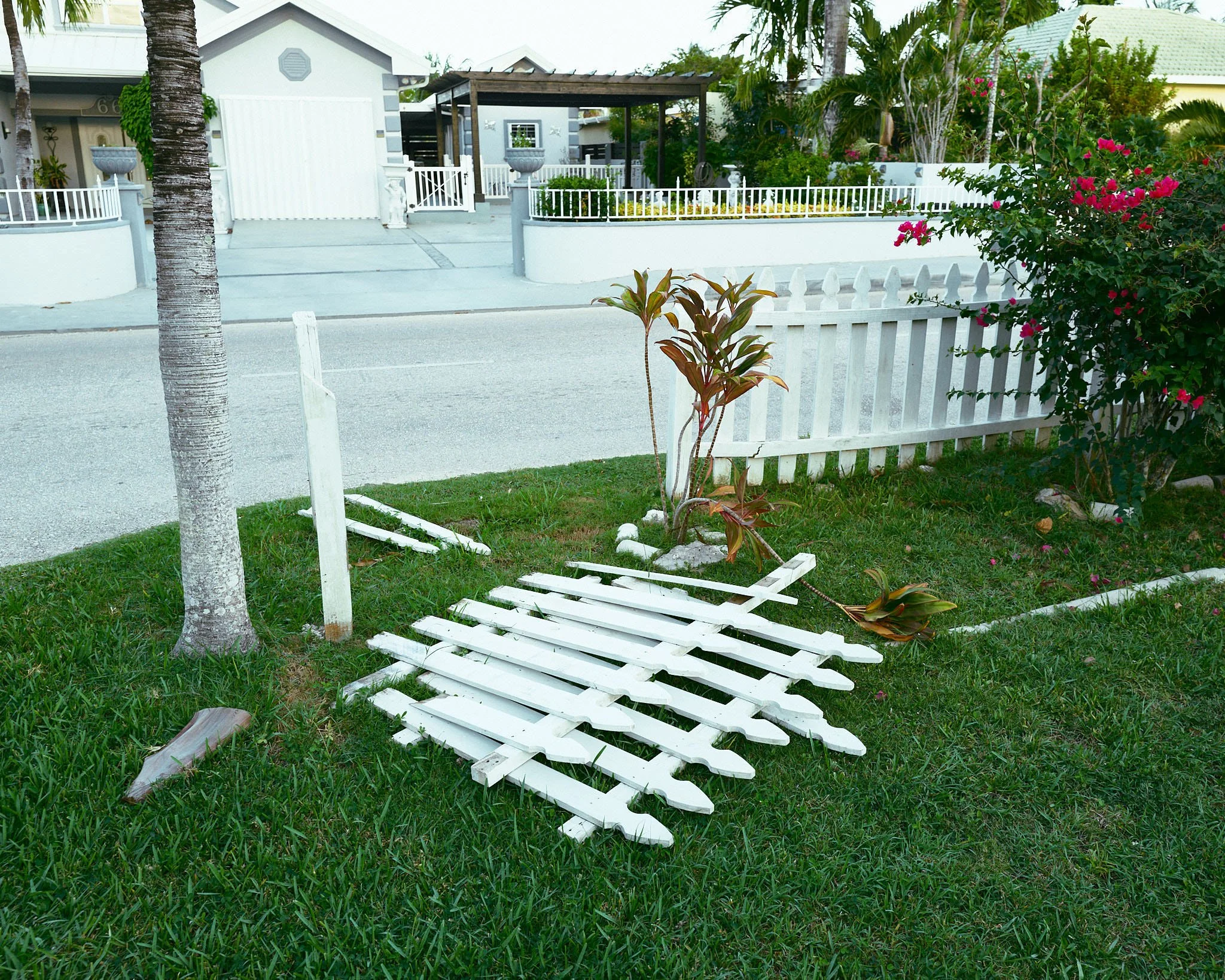 A fallen white wooden fence panel on a grassy lawn next to a tree and a bush with pink flowers, with a white picket fence in the background.