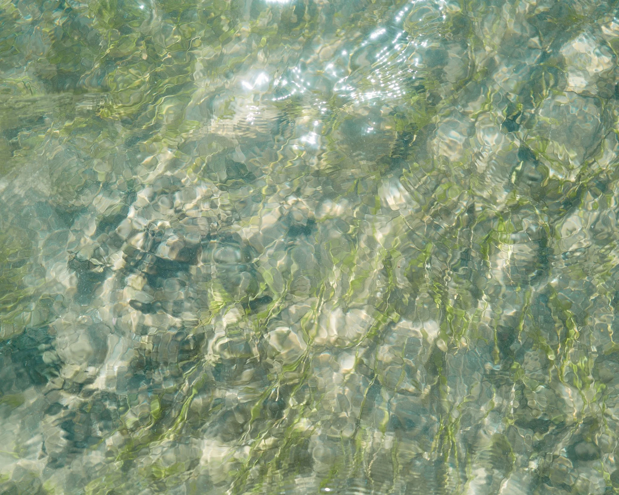 Clear shallow water with green aquatic plants and ripples.