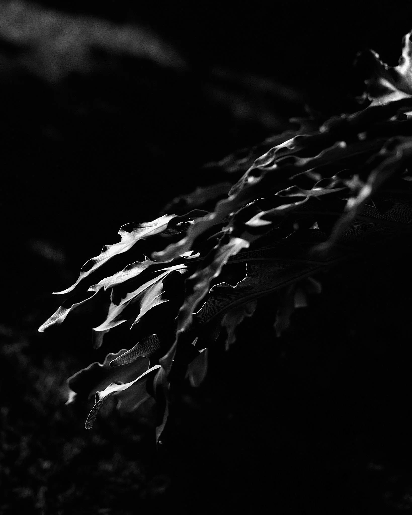 Close-up of wavy, elongated leaves in black and white with high contrast.
