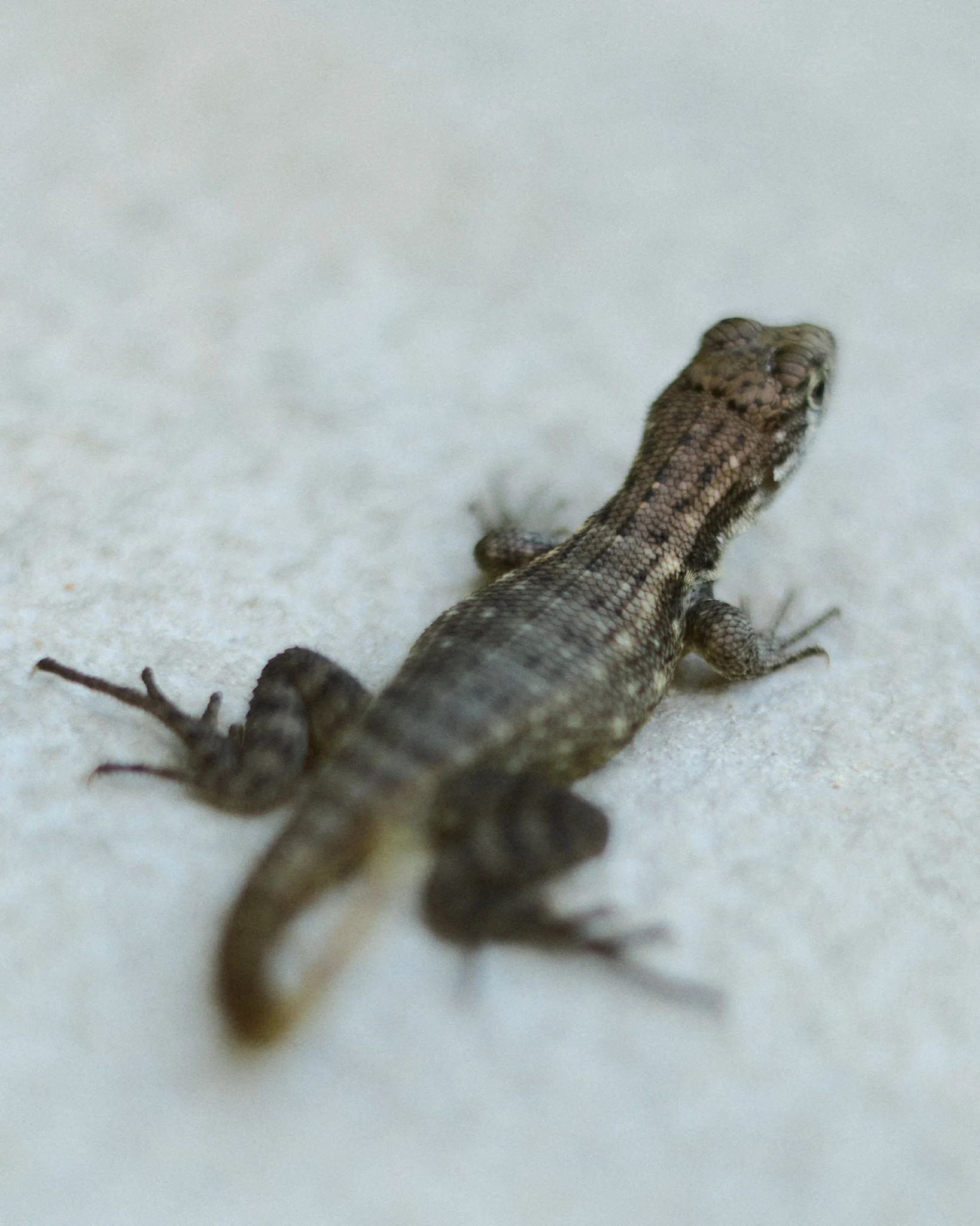 Close-up of a lizard on a light-colored surface, showing its back and head in detail.