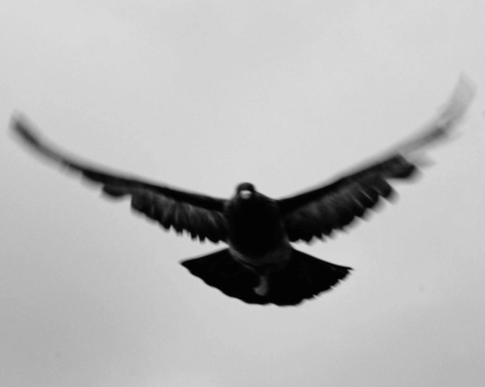 Black and white photo of a bird with wings spread flying against a plain sky.
