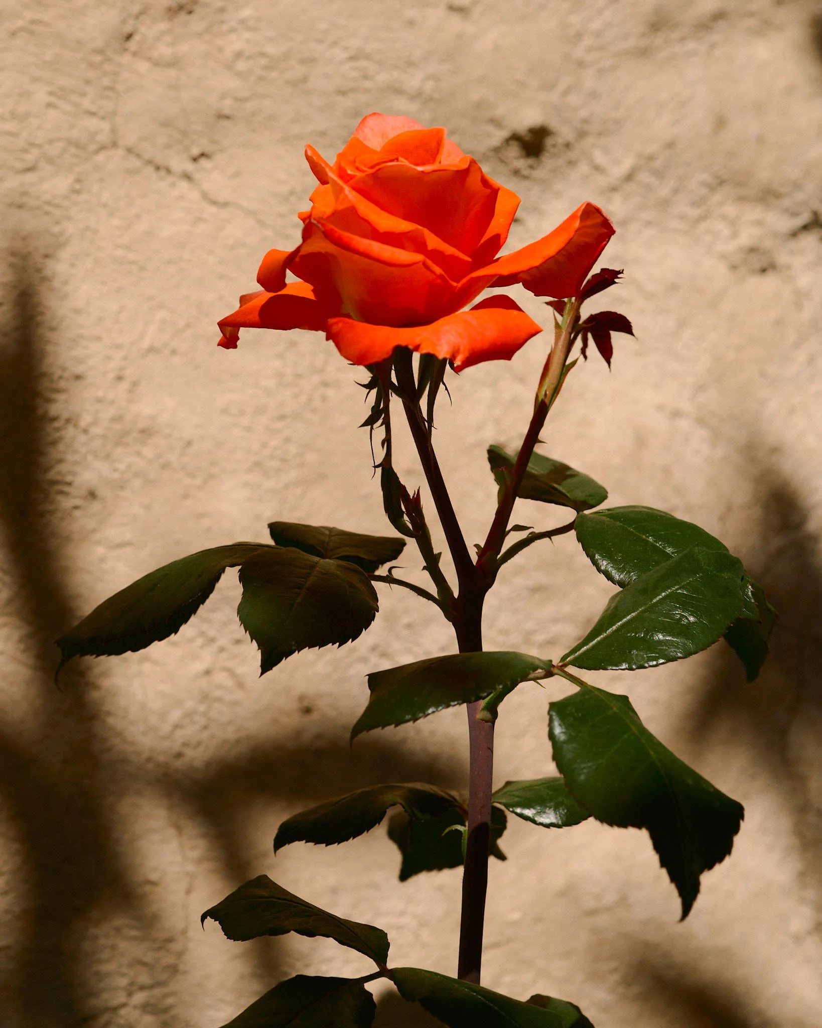 A single orange rose flower in bloom with green leaves on a stem against a textured beige background.