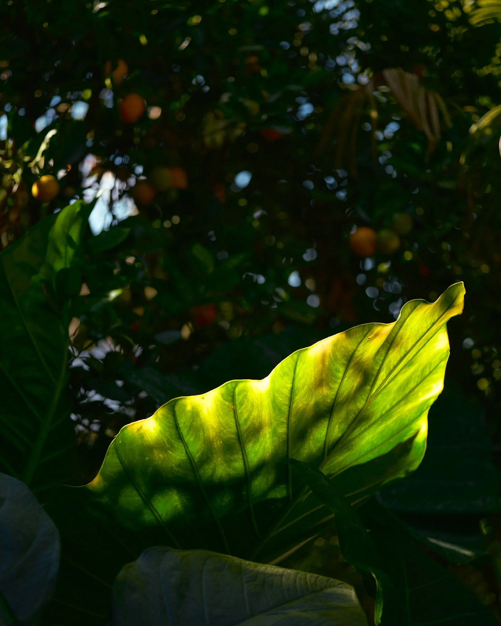 Sunlight shines through large green leaves of a plant in a garden or jungle setting, with other plants and blurred foliage in the background.