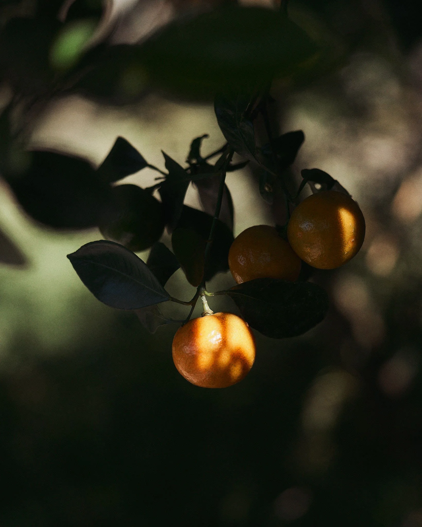 Three small citrus fruits hanging on a tree branch surrounded by dark green leaves, with one fruit illuminated by sunlight.
