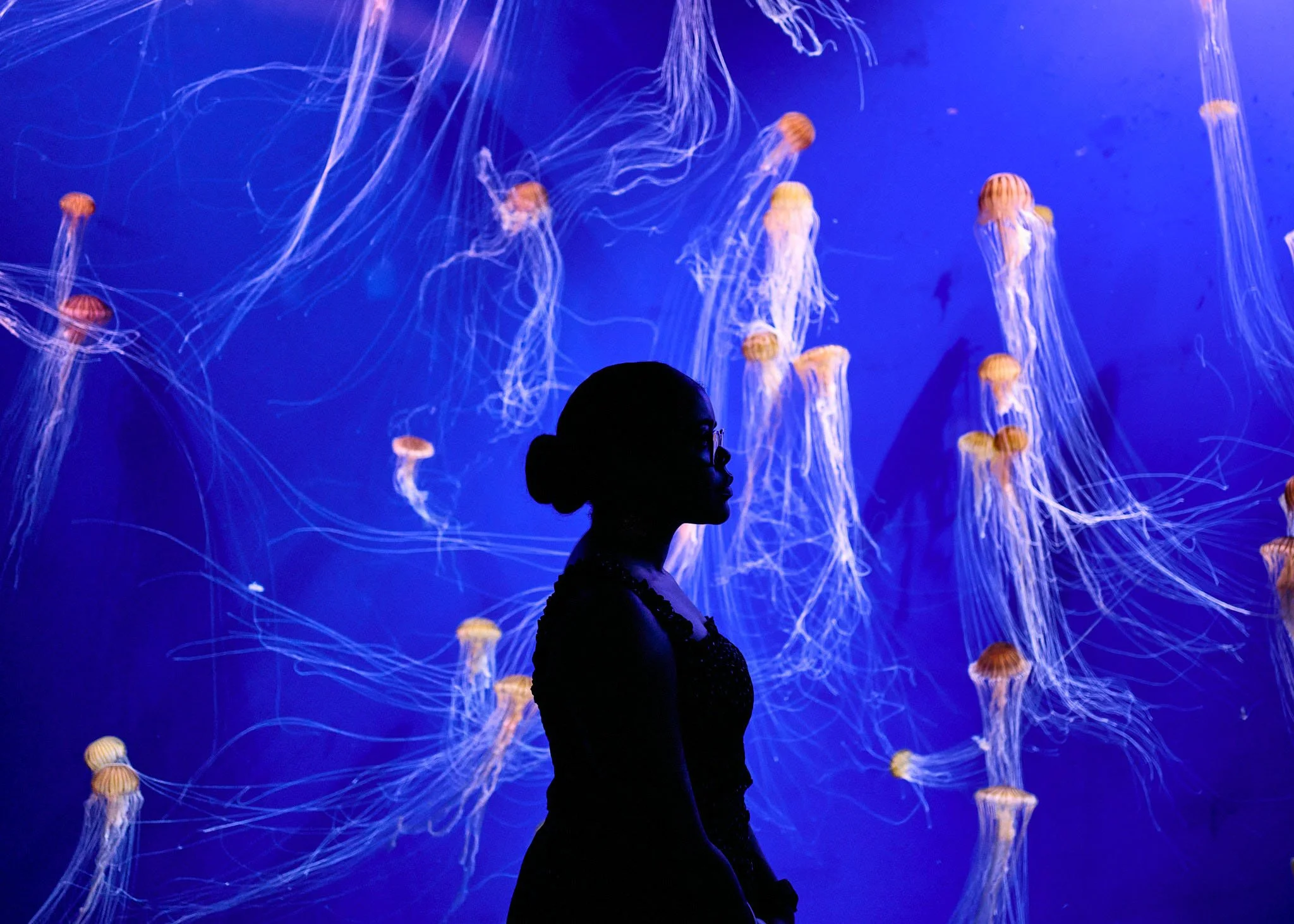 Silhouette of a person with glasses observing a large display of jellyfish illuminated in blue light.