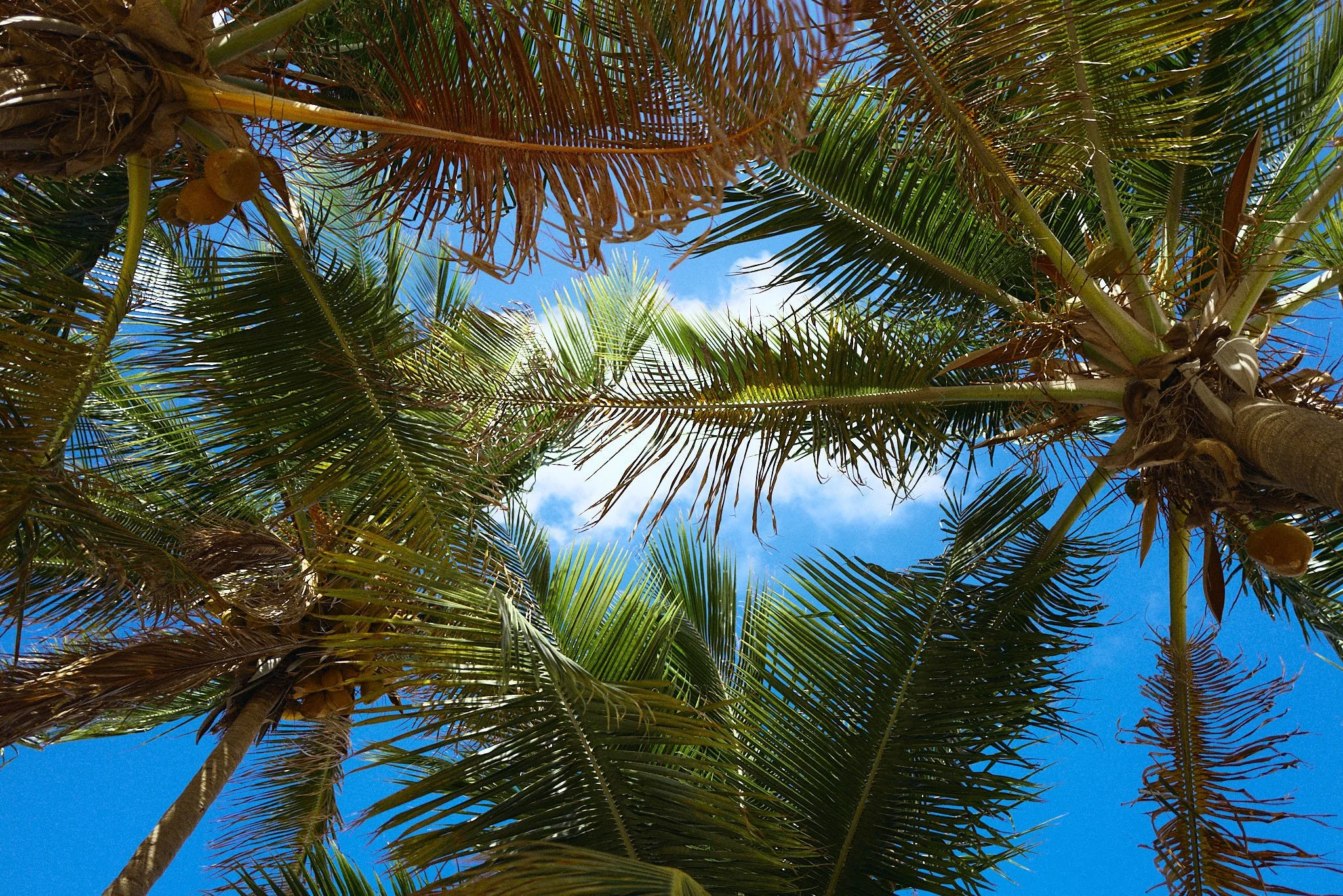 Looking up at palm trees with green fronds against a bright blue sky with a few clouds.