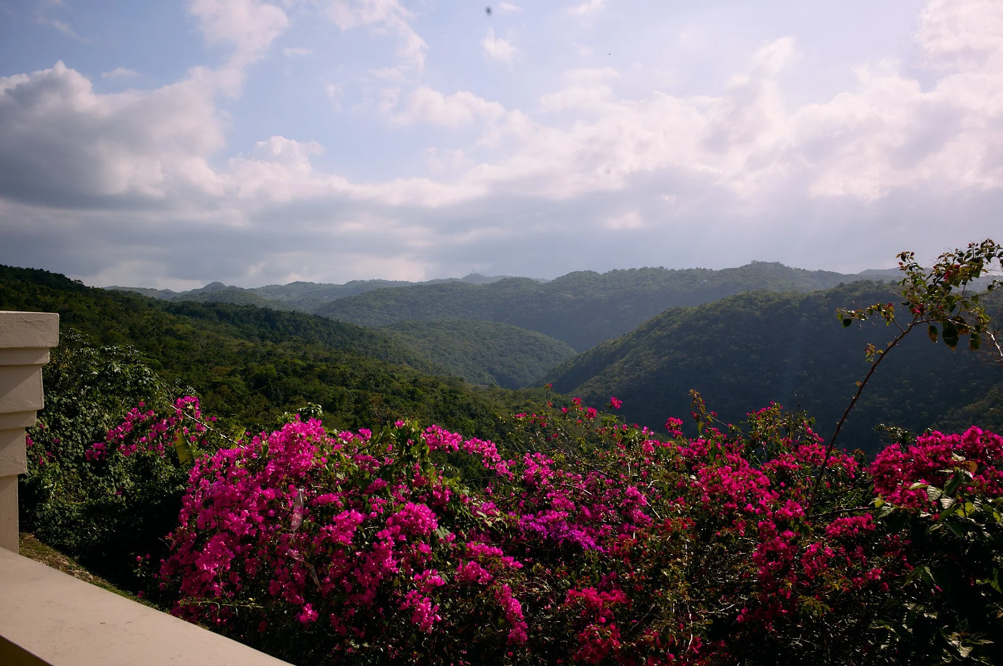 View of green mountains with pink flowering bushes in the foreground, under a partly cloudy sky in Montego Bay Jamaica WI