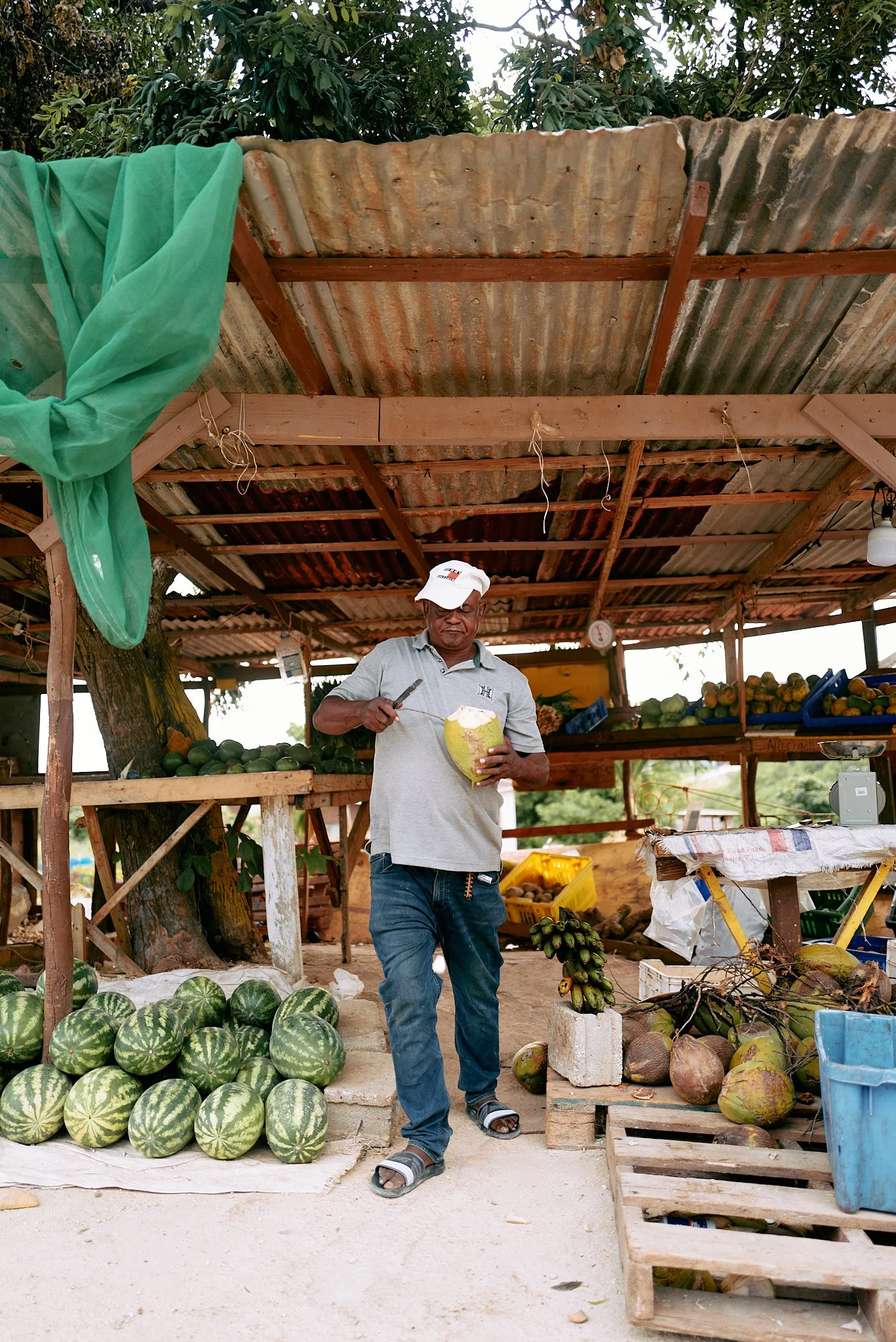 A man peeling a coconut at a fruit stand with watermelons and other tropical fruits visible.