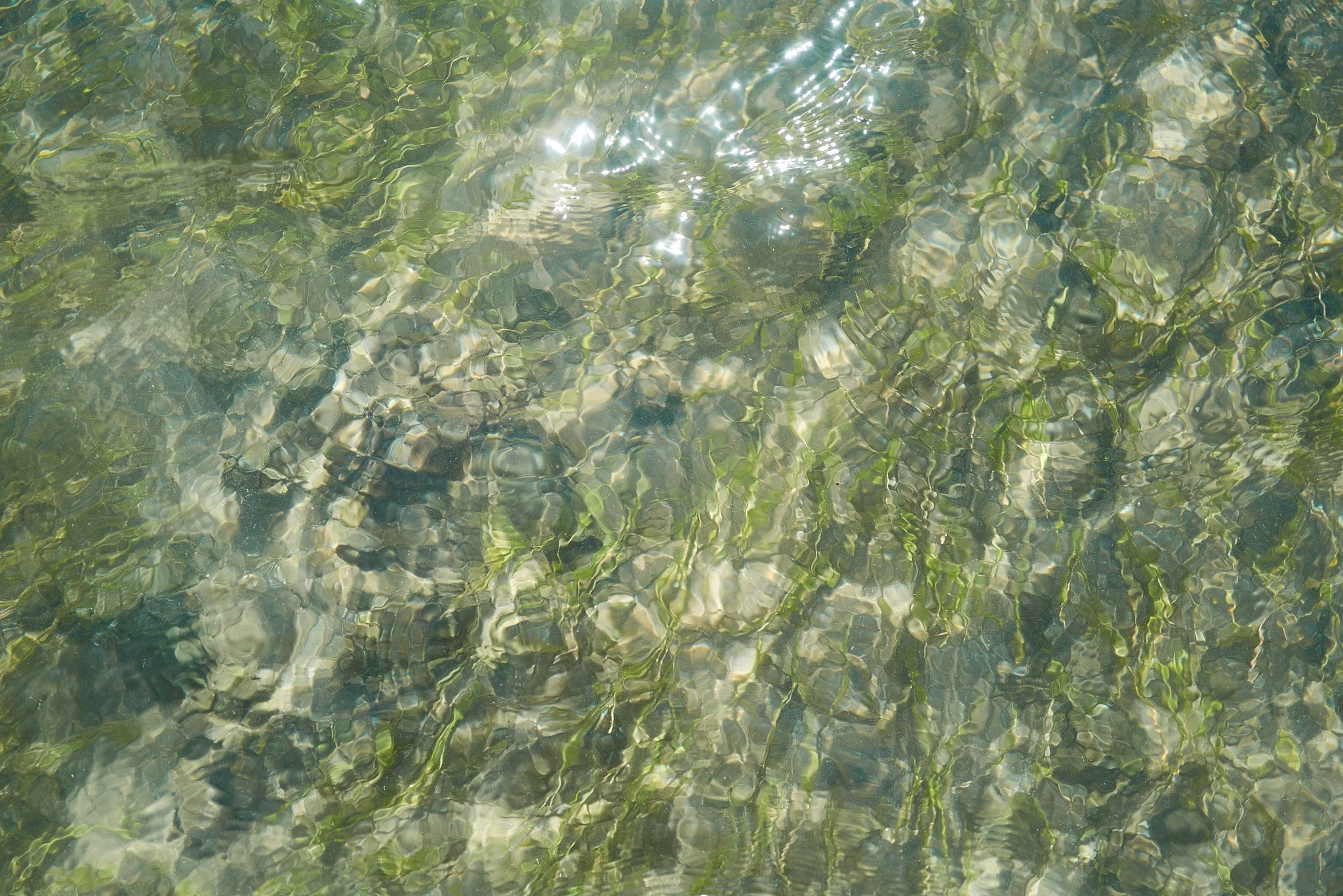 Clear shallow water with rocks and green aquatic plants visible beneath the surface, sunlight creating reflections.