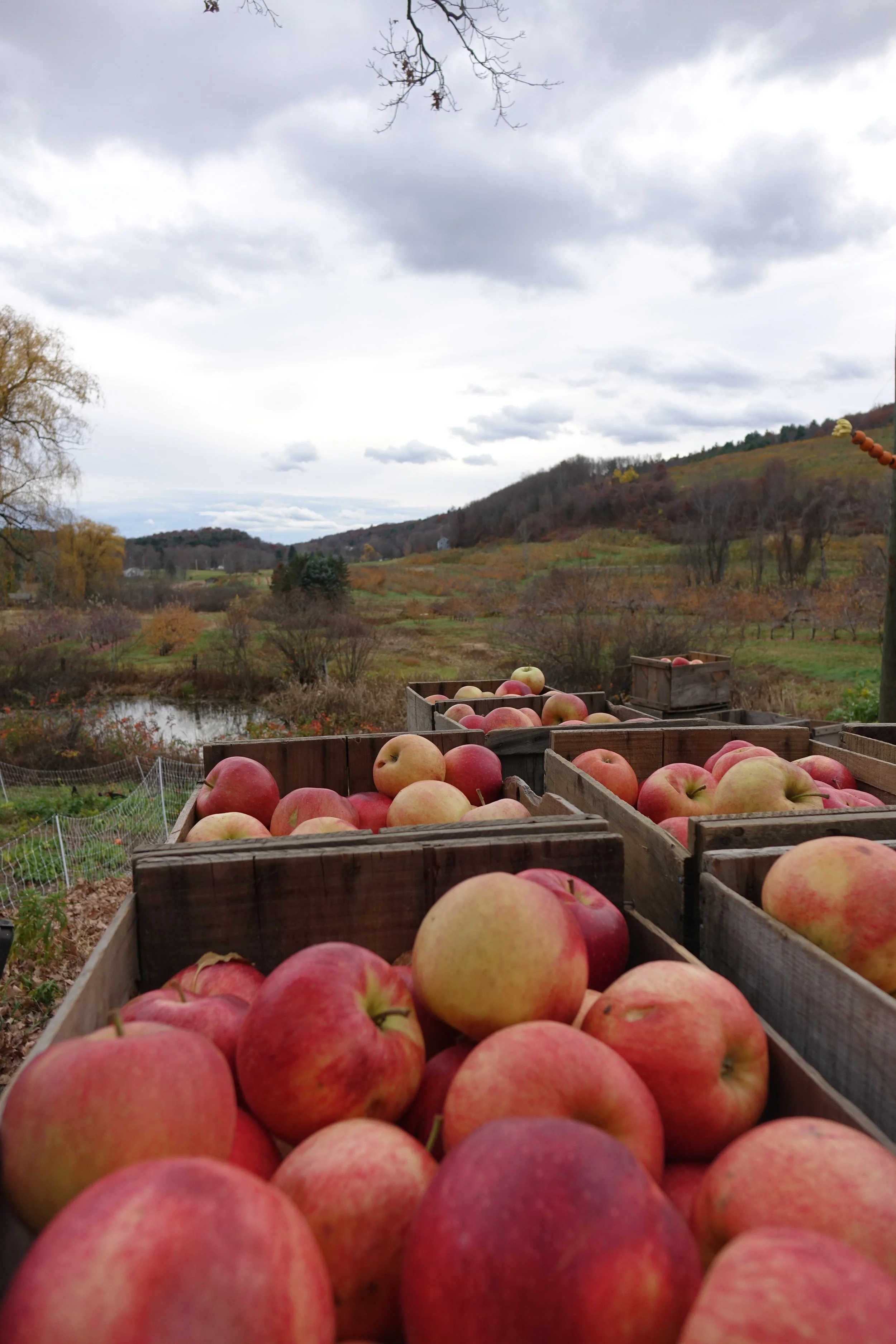 Apple orchard with crates of apples in the foreground and rolling hills and cloudy sky in the background.