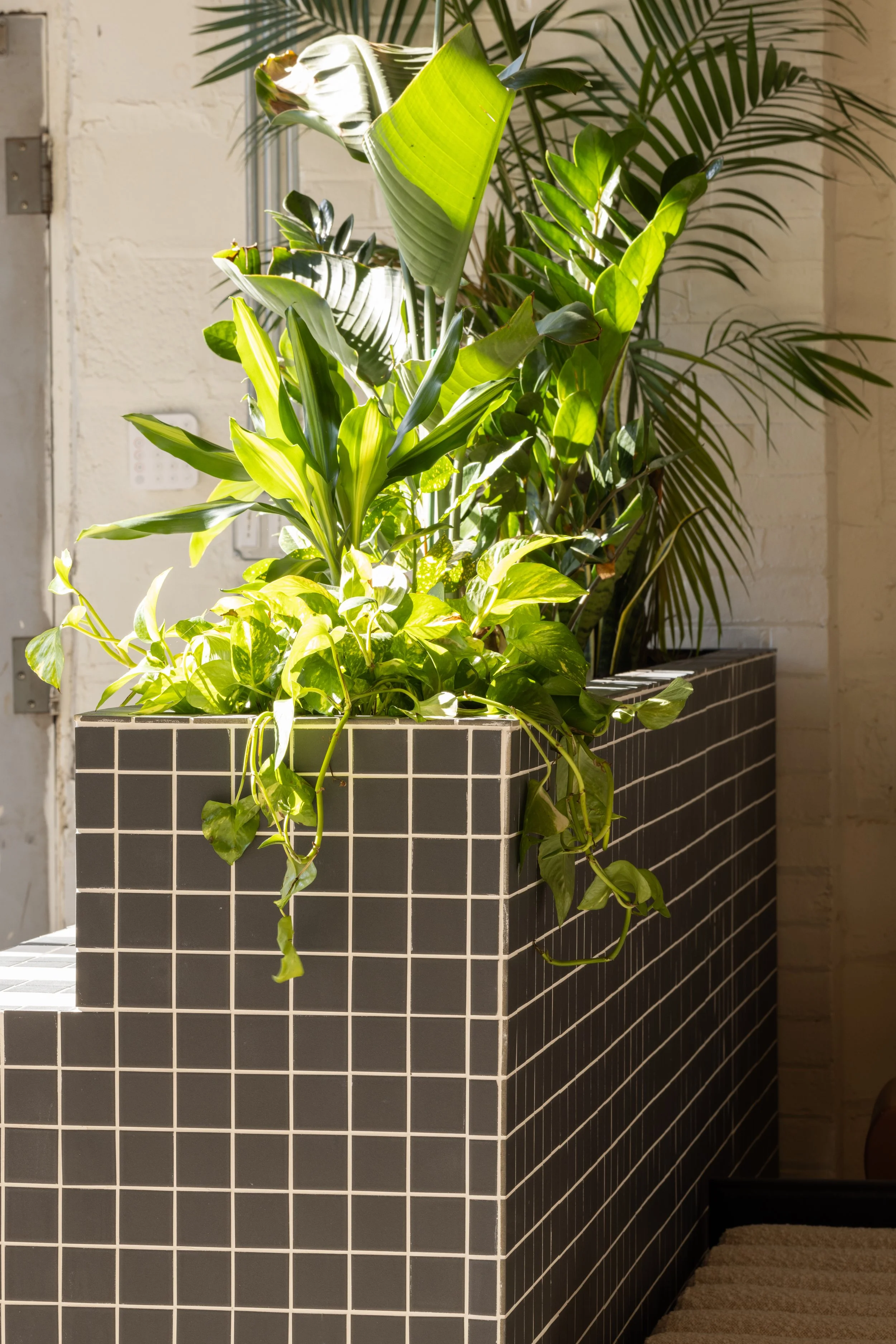 Custom charcoal tiled planter filled with tropical plants beside a sunlit industrial window in the Farmhouse Creative Labs office.