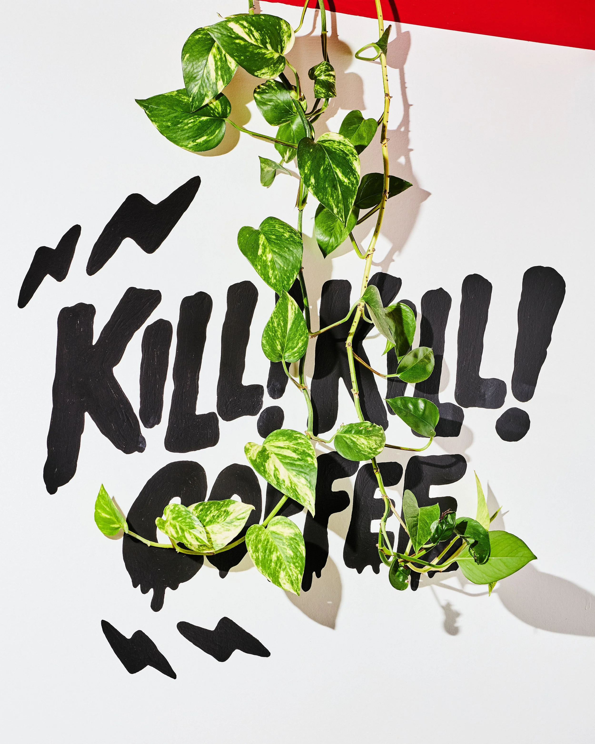Large black Kill! Kill! Coffee wall logo partially framed by trailing green plants inside the Toronto café.
