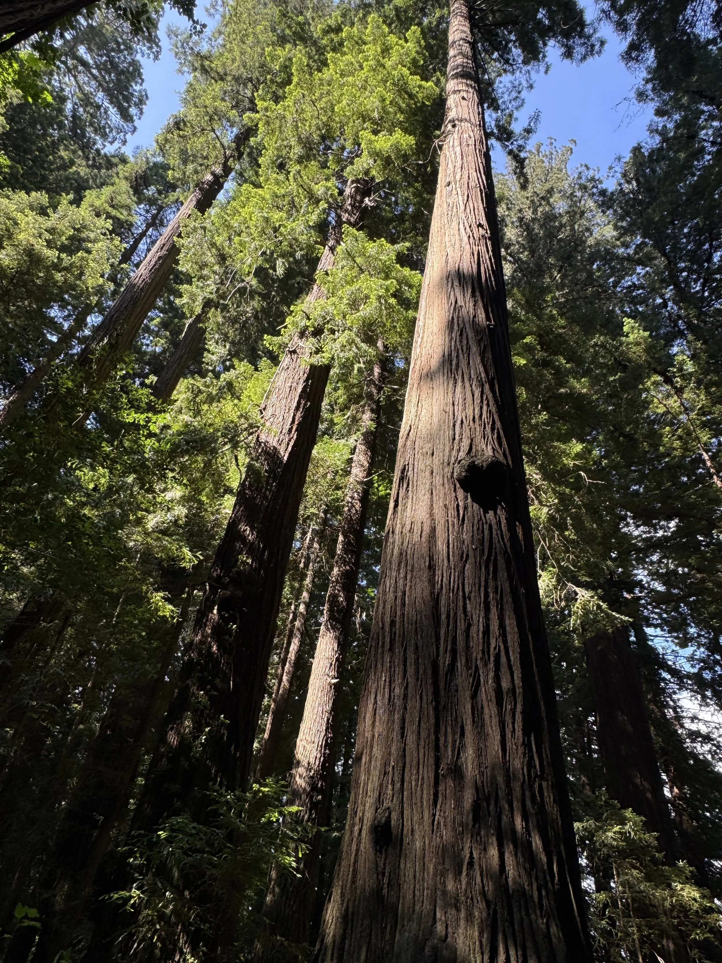 Towering redwood trees with textured trunks and dense green foliage beneath a blue sky