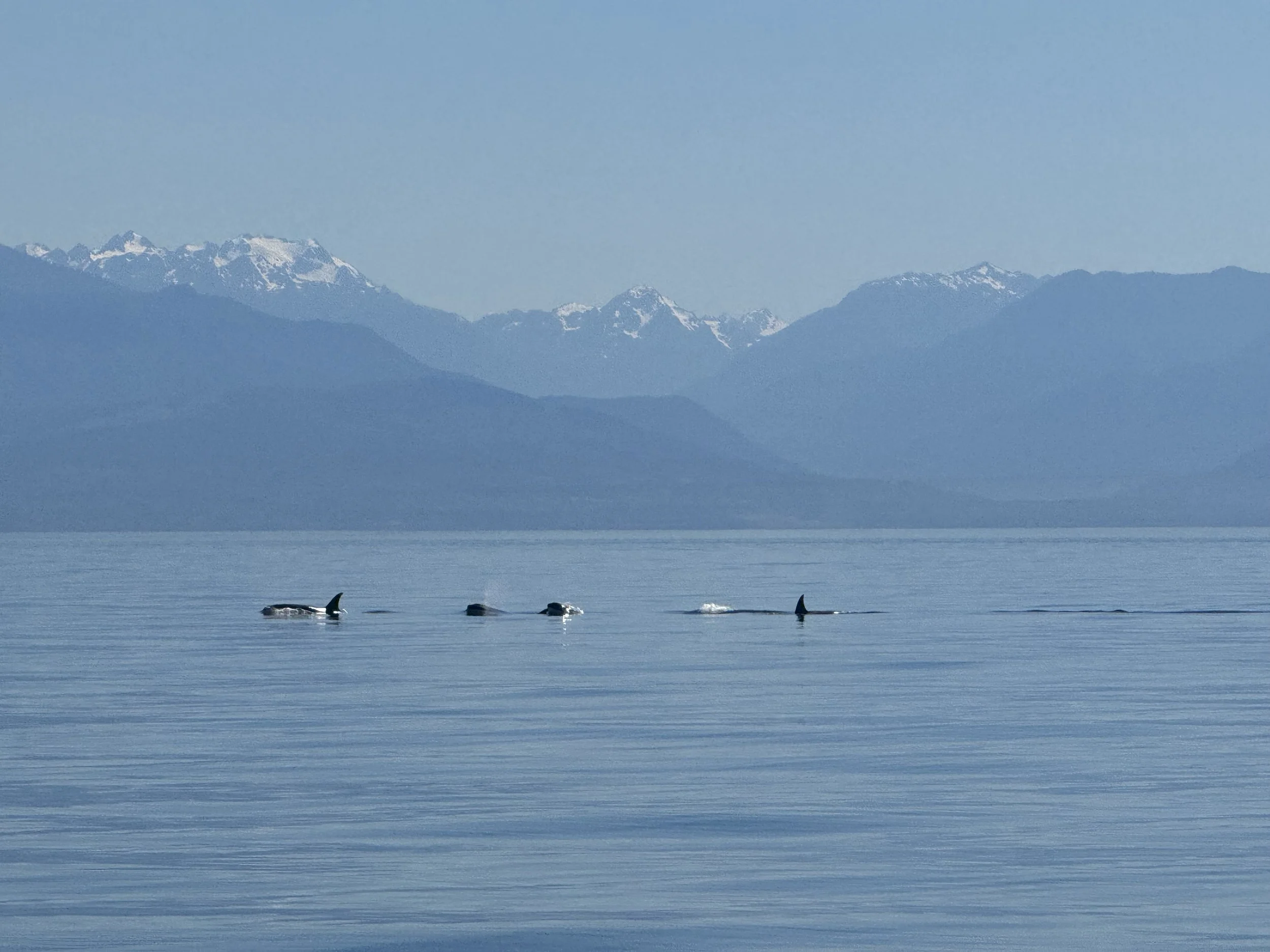 Orcas swimming across calm water with snow-capped mountains in the background