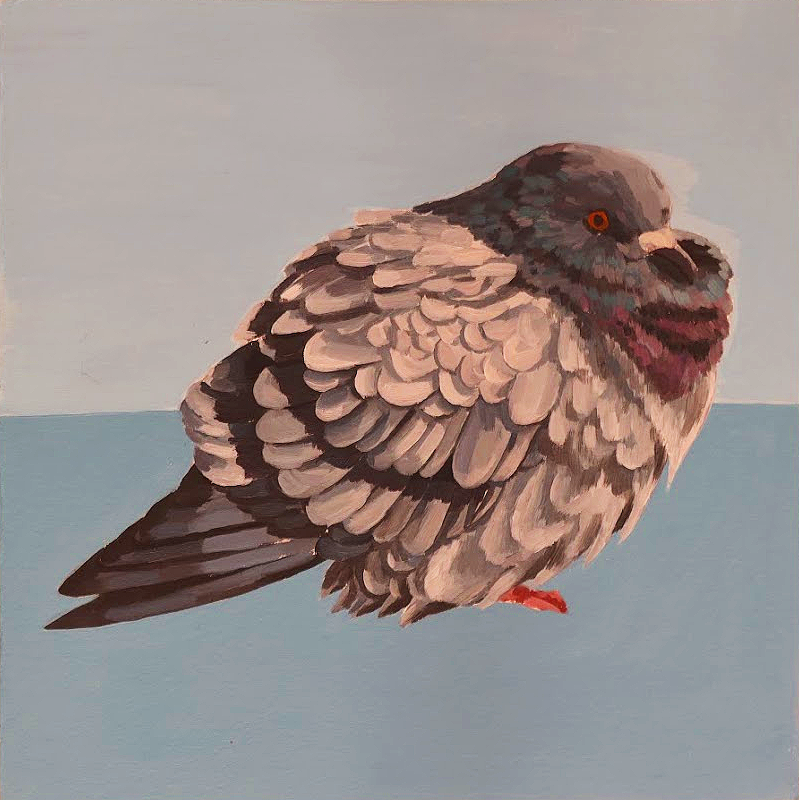 pigeon.png