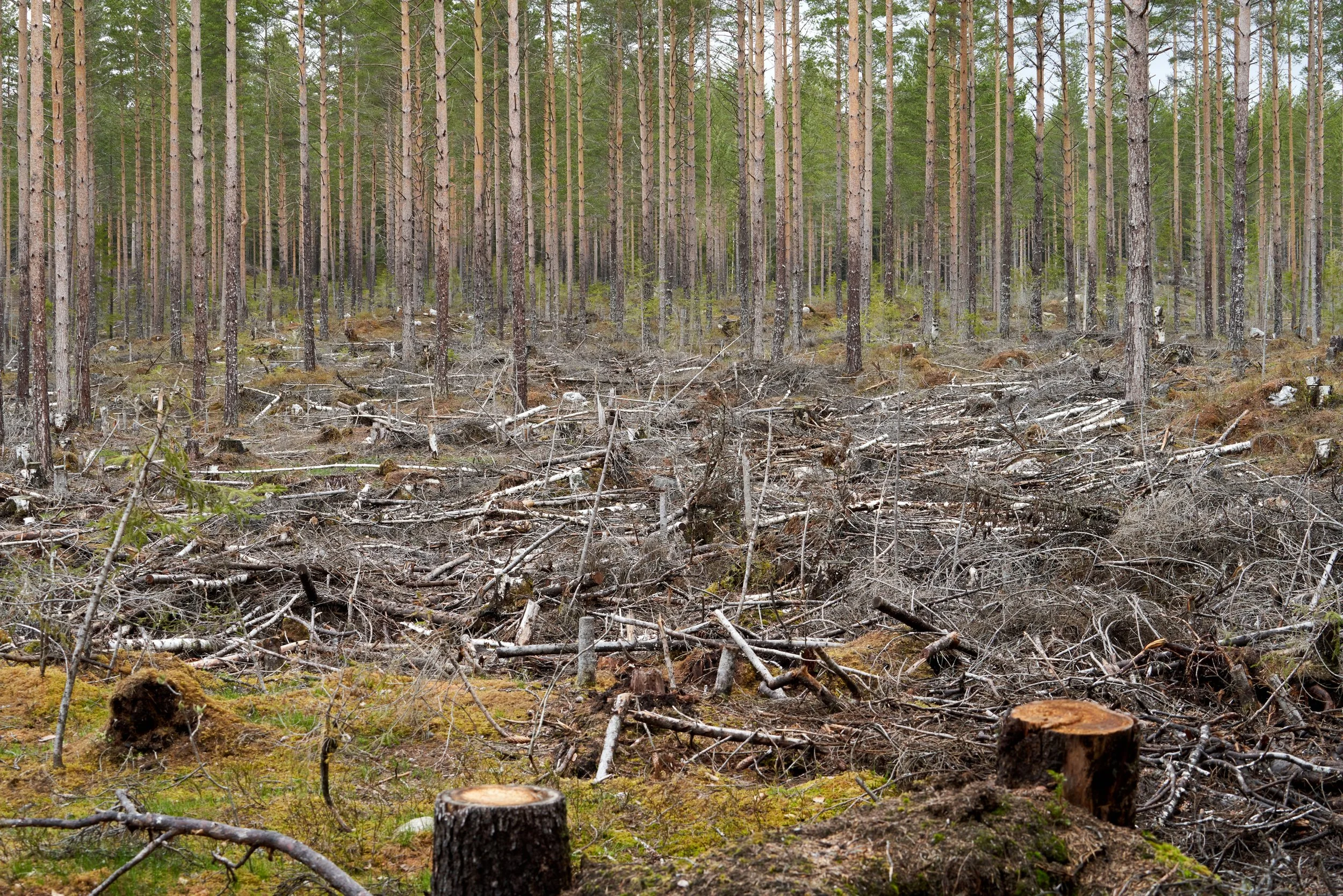 A forest with tall trees, some of which have been cut down, leaving stumps and fallen branches on the ground.