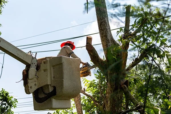 A worker in a bucket lift trimming a tree with a chain saw.