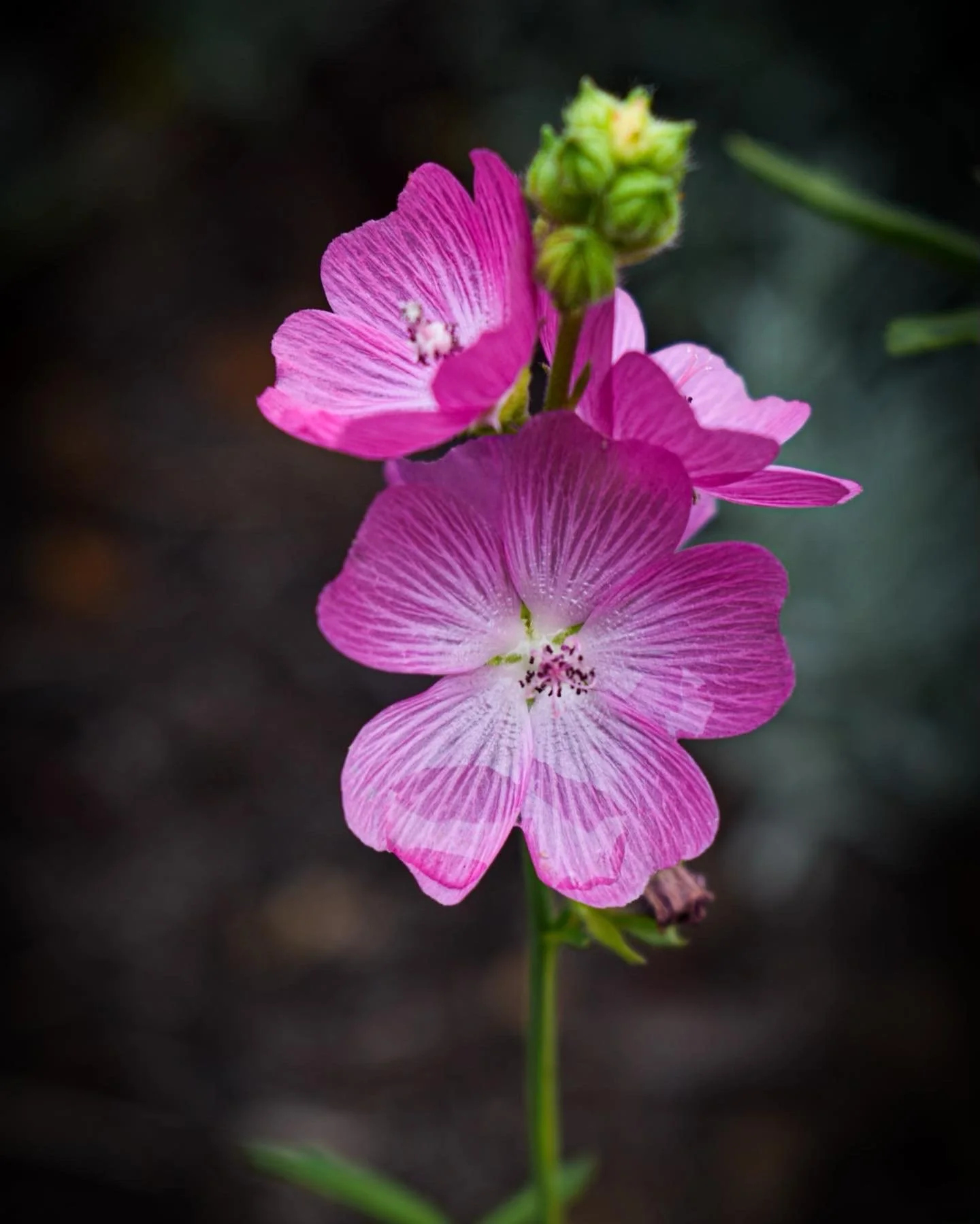 Close-up of pink and purple flowers with a dark background, showing detailed petals and a small green unopened flower bud at the top.