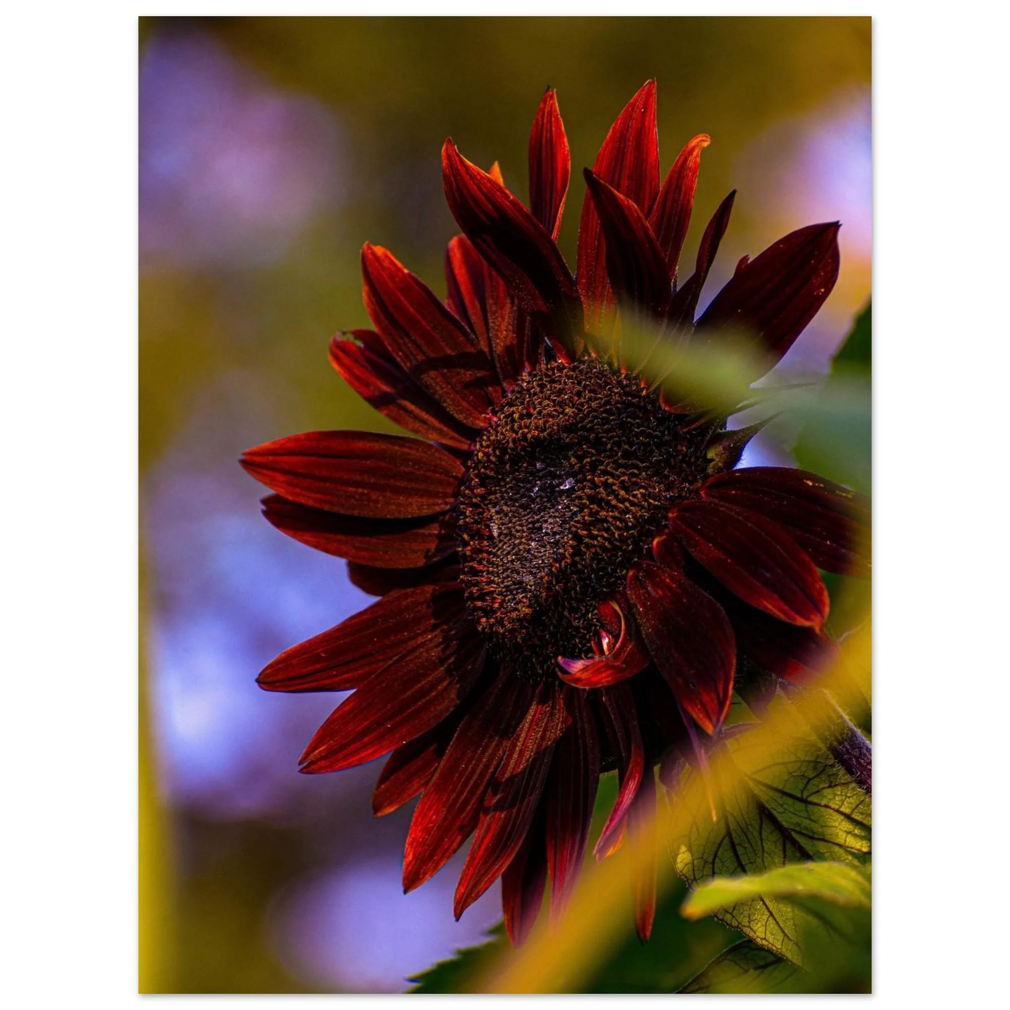 Burgundy Sunflower Botanical Note Cards | Single Card