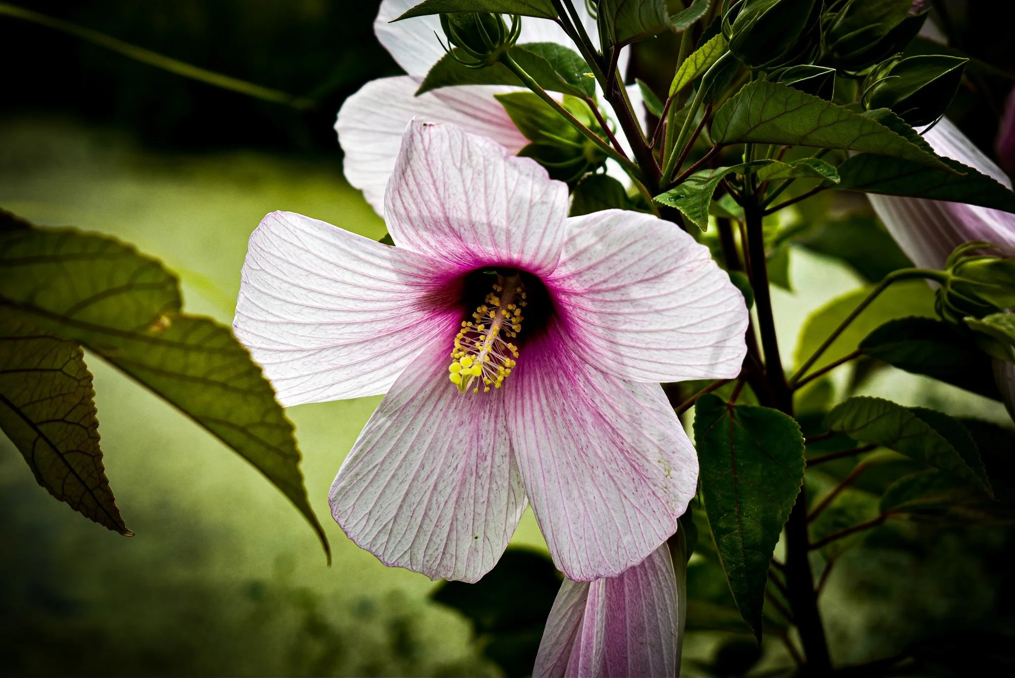 Close-up of a blooming pink and white hibiscus flower with green leaves in the background.