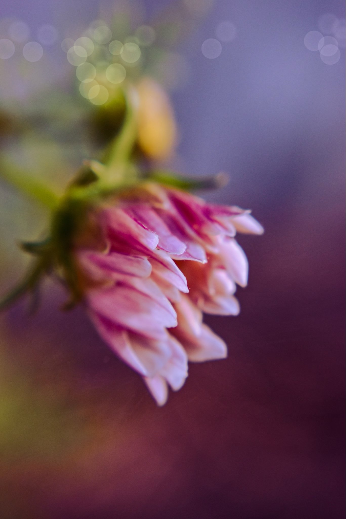 Close-up of a pink and white flower with blurred background and bokeh effect.