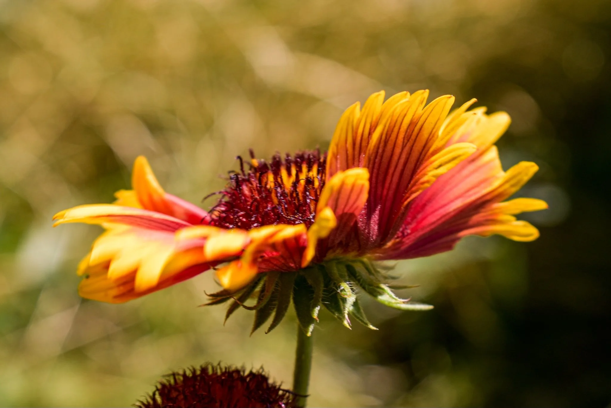 Close-up of an Indian Blanket flower (Gaillardia) with vibrant orange and yellow petals with a dark center, against a blurred green background.