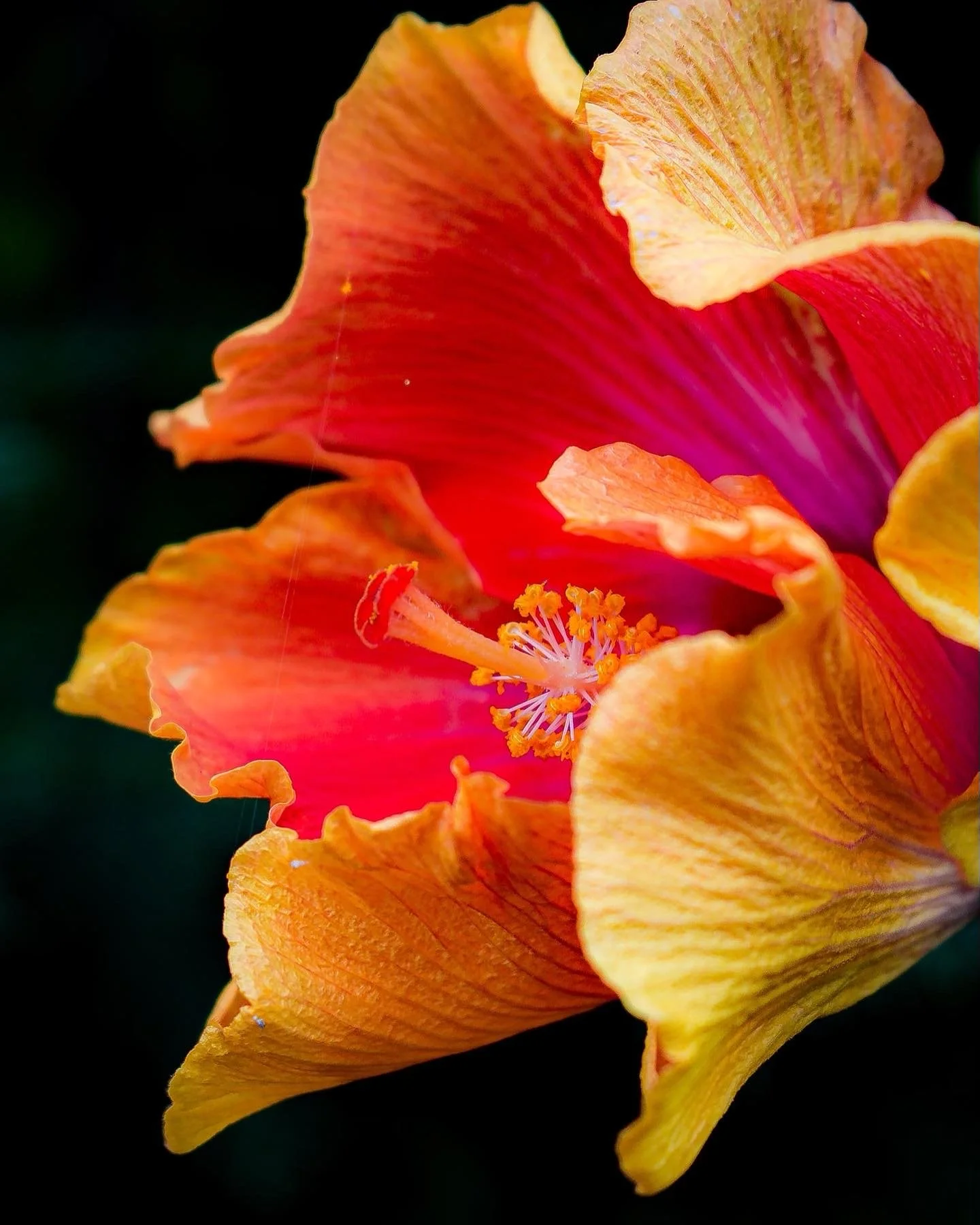 Close-up of a vibrant orange and pink hibiscus flower, showing delicate petals and prominent stamen against a dark background.