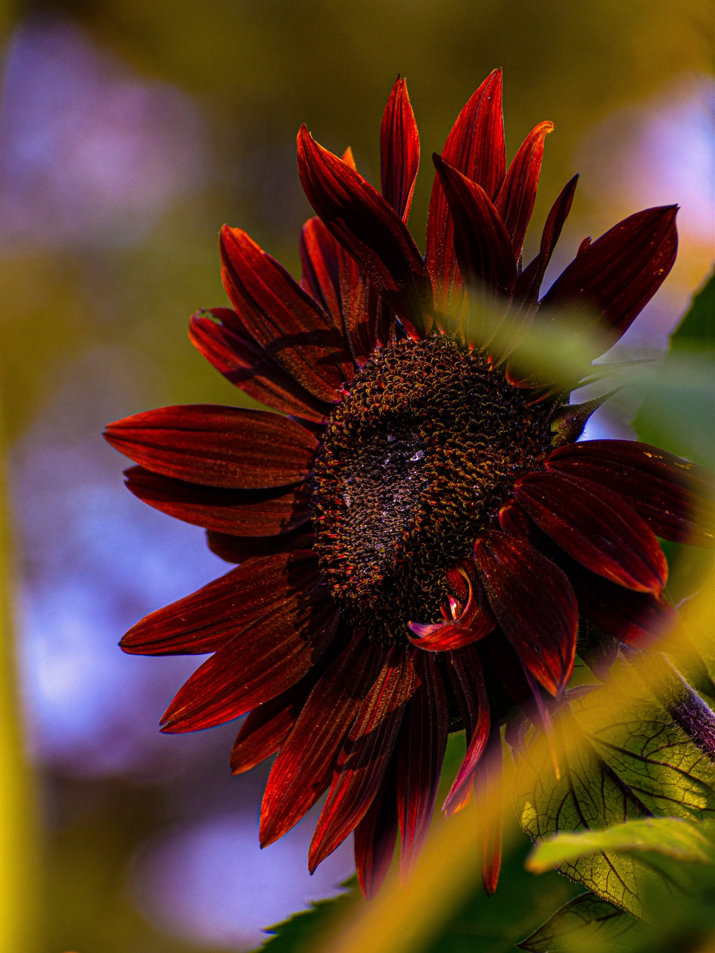 Close-up of a burgundy  sunflower with yellow leaves around it, blurred background.