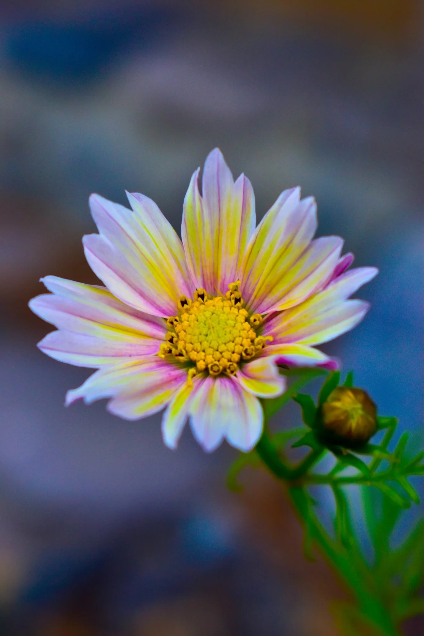 Close-up of a pink and yellow flower with a yellow center, blurred background with green foliage.