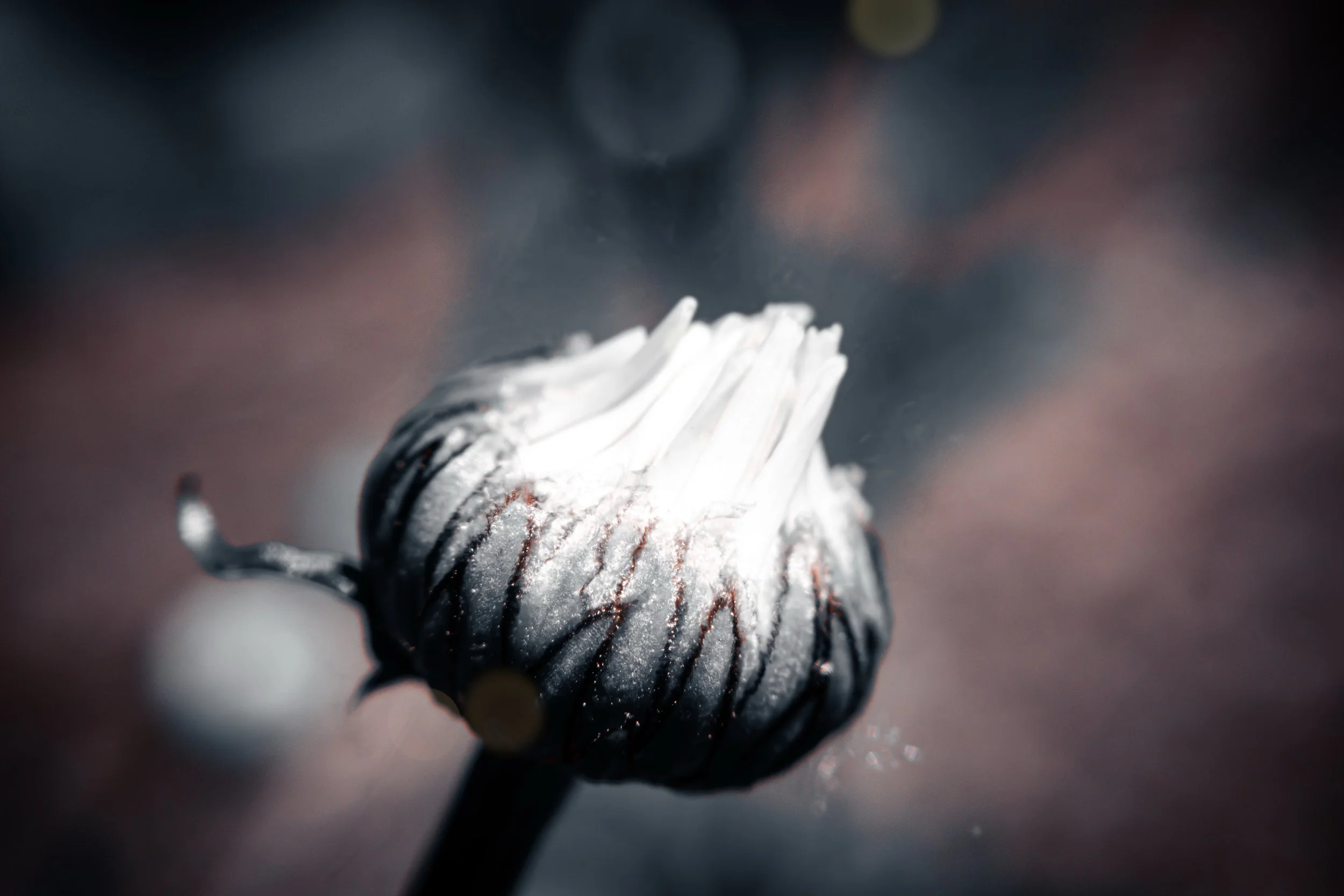 Close-up nature photograph of a delicate African daisy bud covered in fine white hairs, against a softly blurred background.