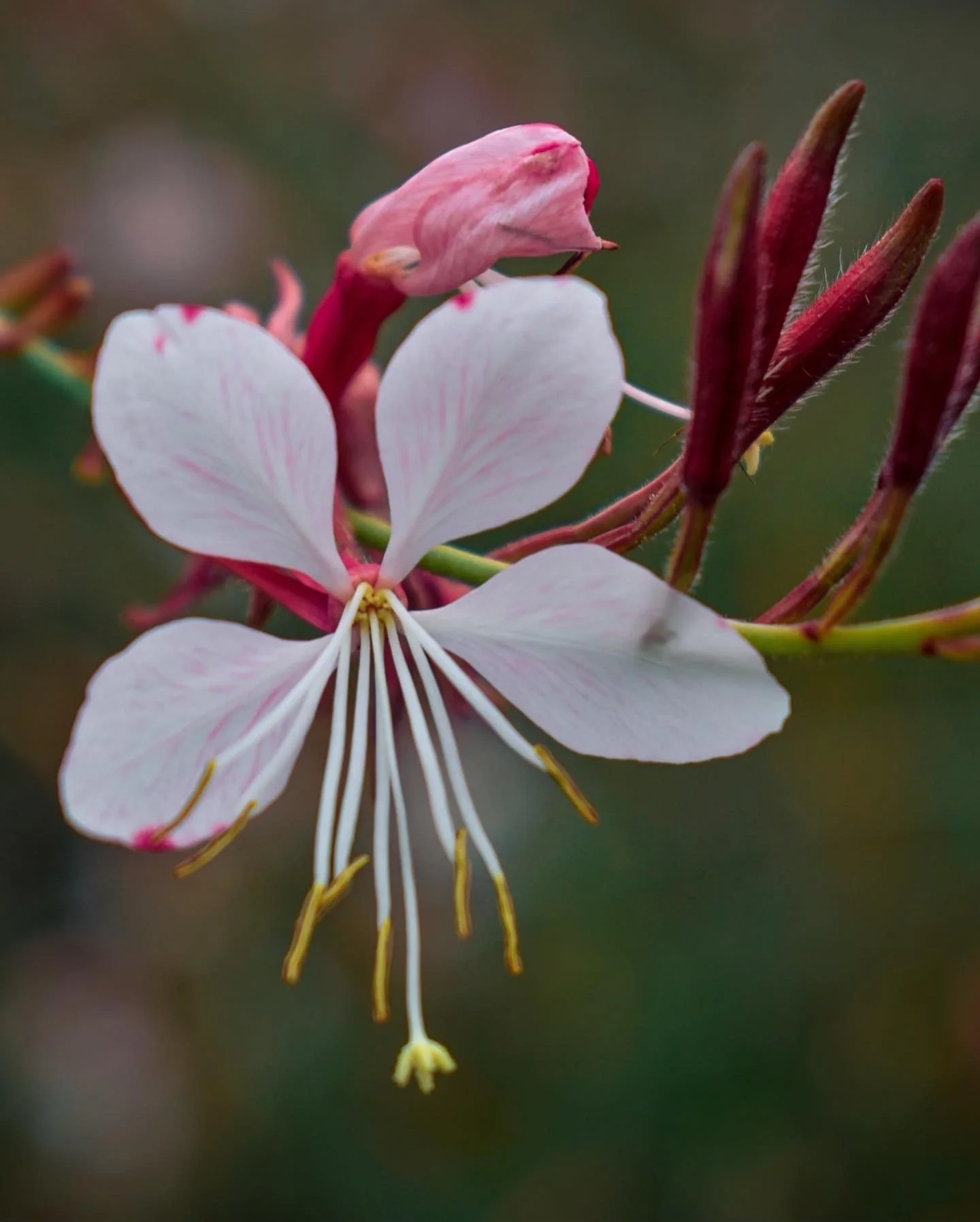Close-up of a delicate pink and white flower with long yellow stamens, against a blurred green background.