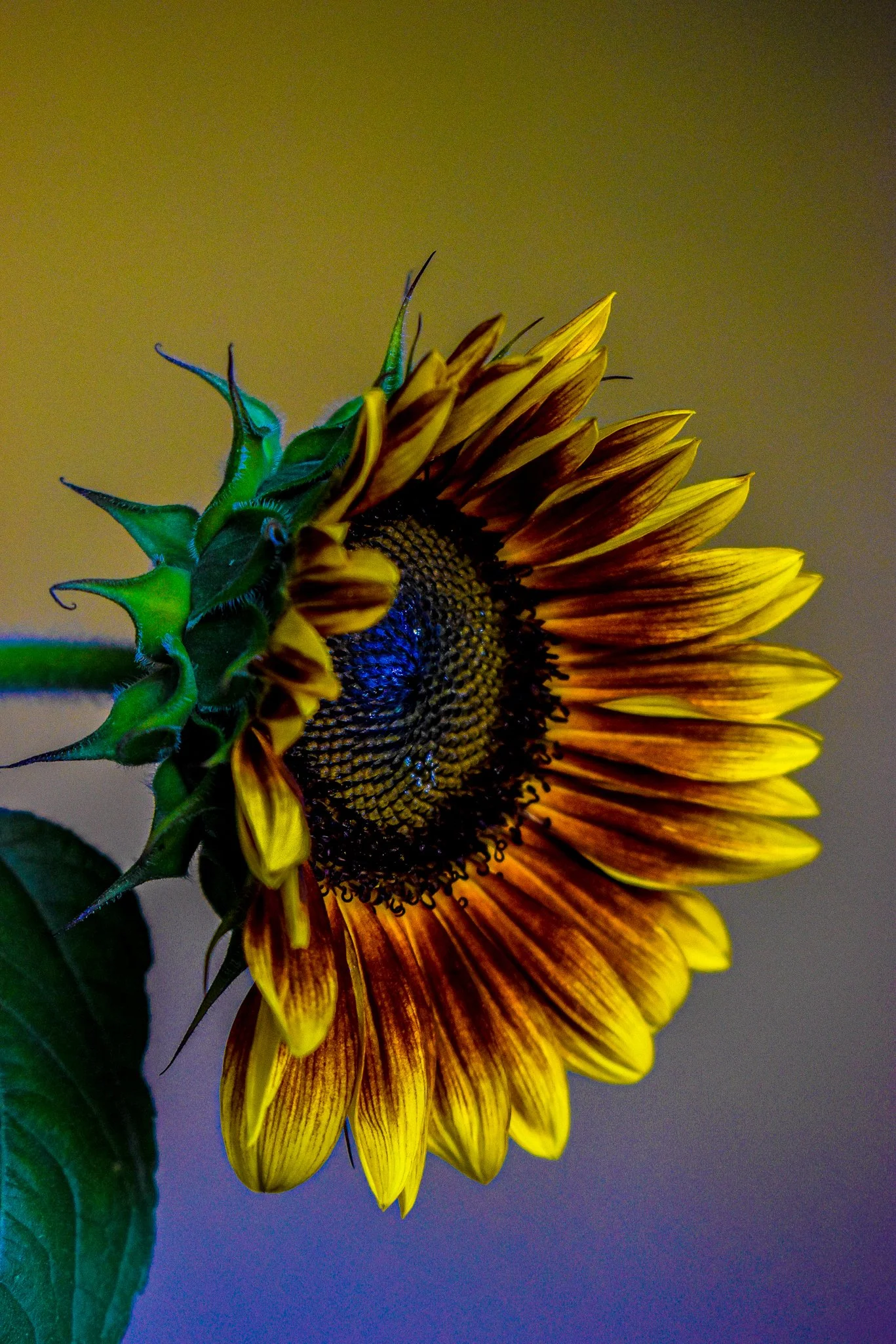 Close-up of a partially turned sunflower with yellow-orange petals and green leaves against a blurred background.