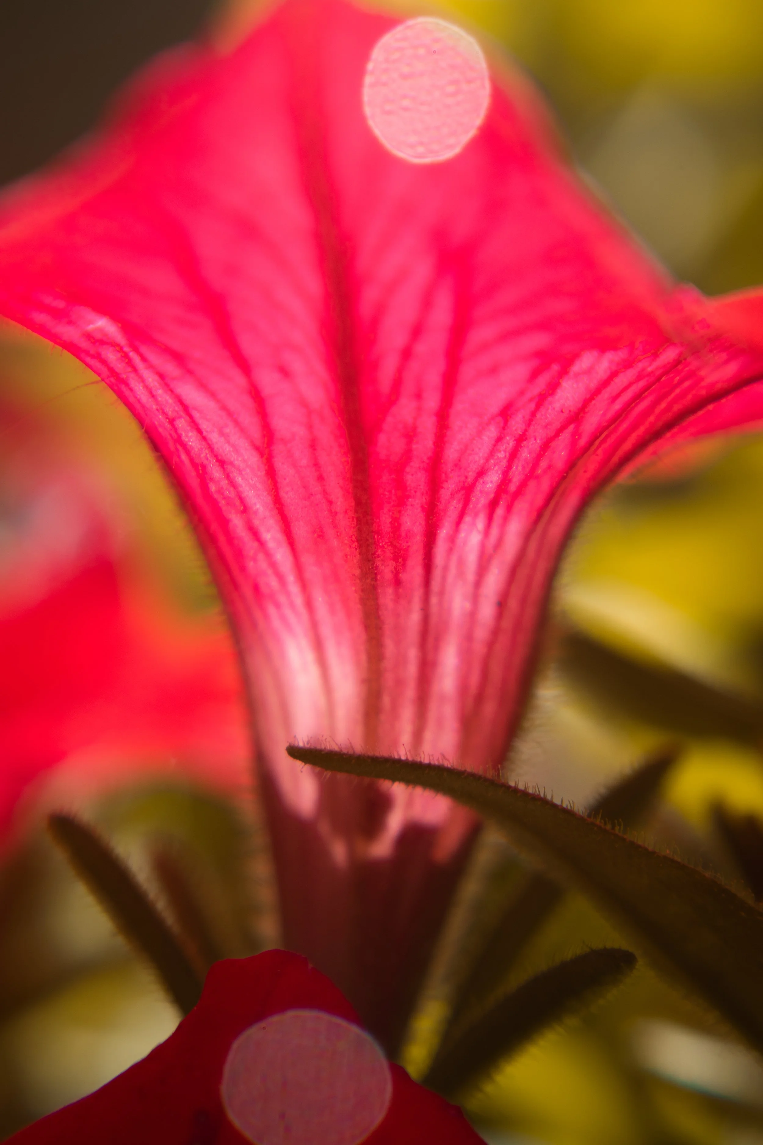 Close-up of a vibrant pink flower with a blurred background.