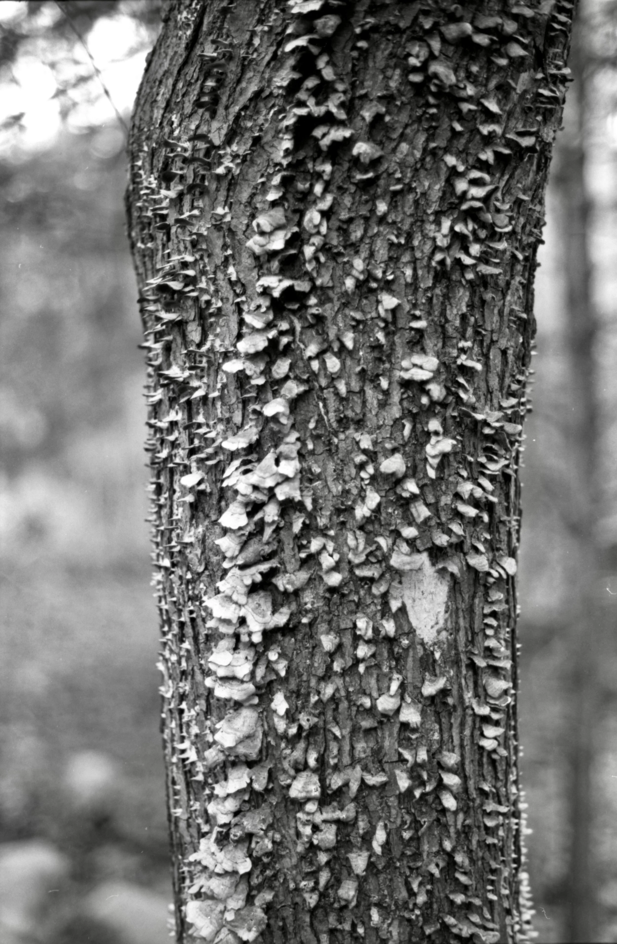 backyard2.jpeg